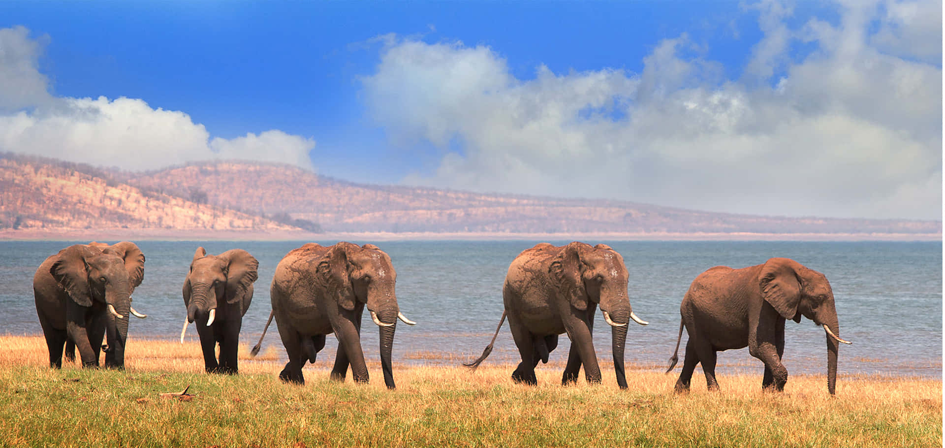 Elephant laptop, golden grass, calm lake, Full HD Desktop Wallpaper