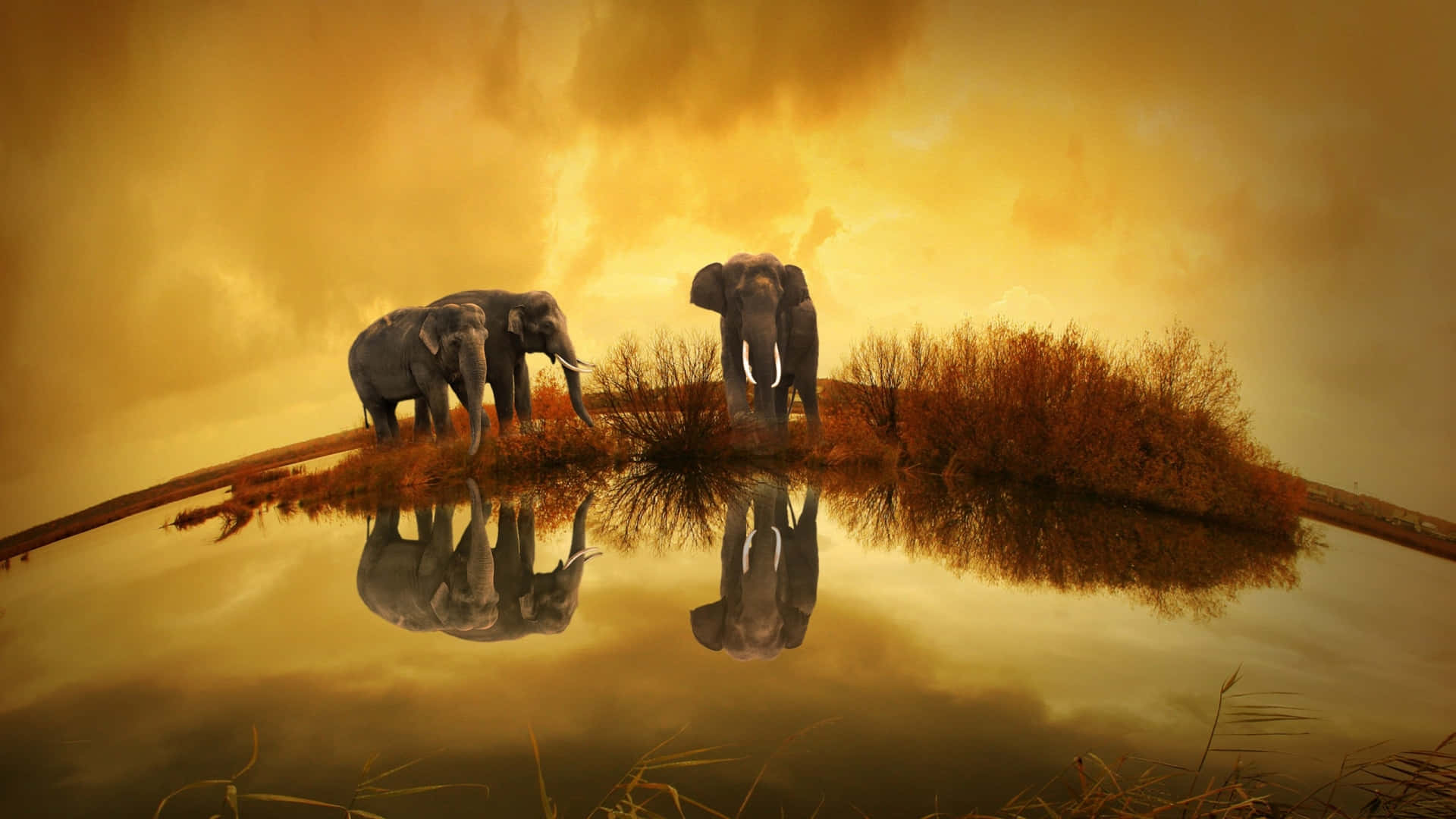 Elephant Laptop, golden sunset, grassy bank, Full HD Desktop Wallpaper
