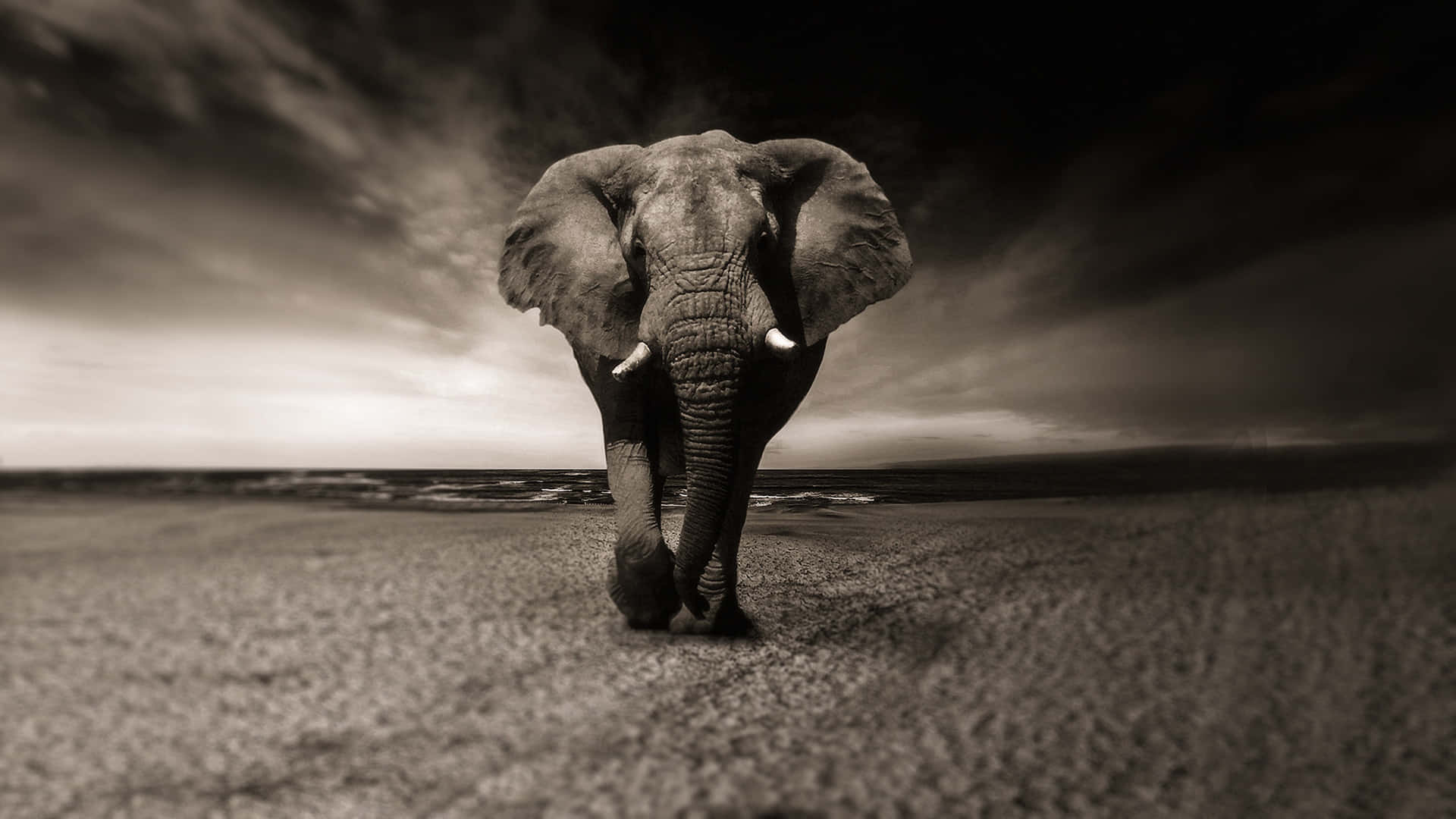 elephant, beach, stormy sky, Full HD Desktop Wallpaper