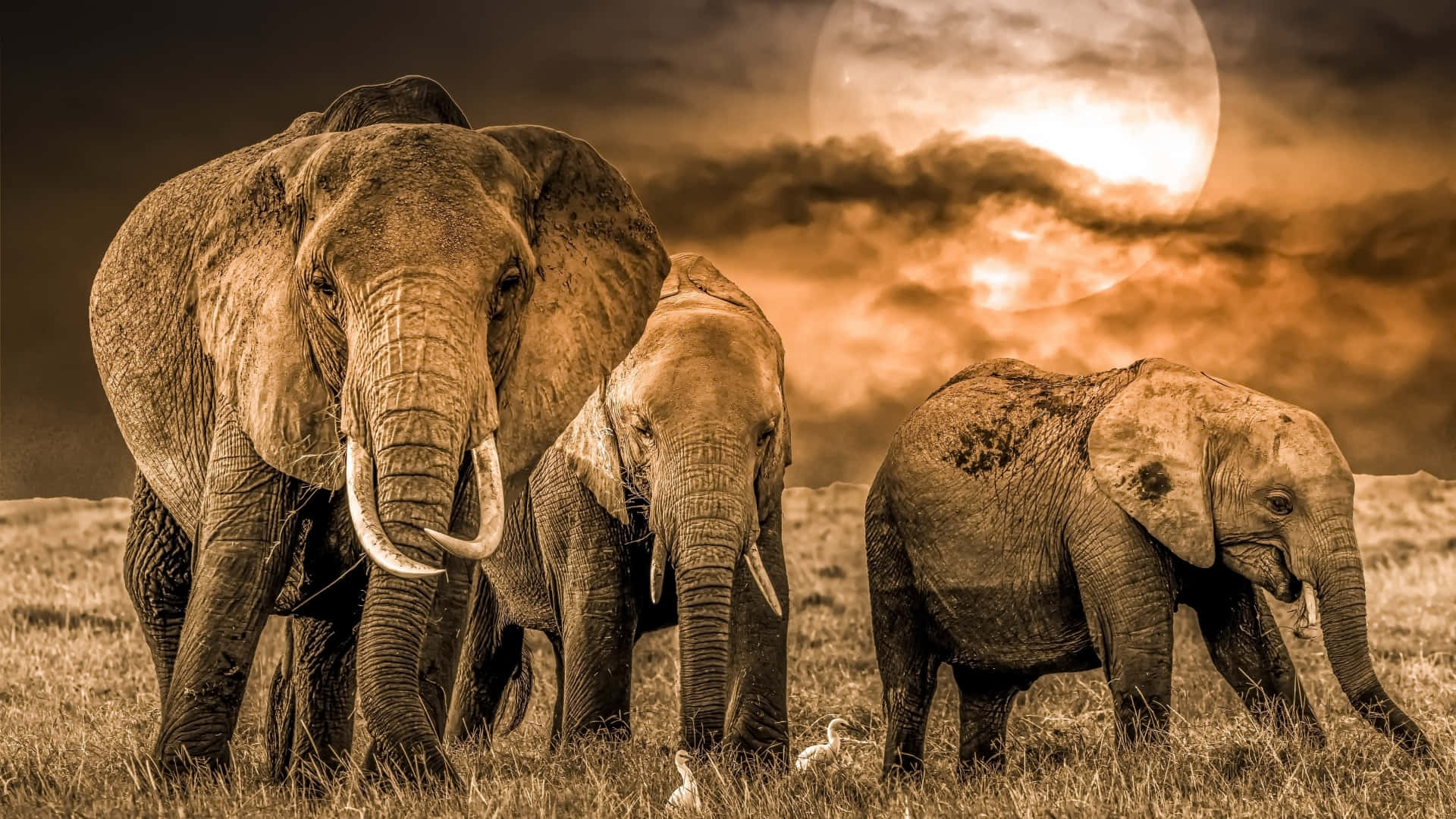 Elephant Laptop, golden savanna, glowing moon, Full HD Desktop Wallpaper