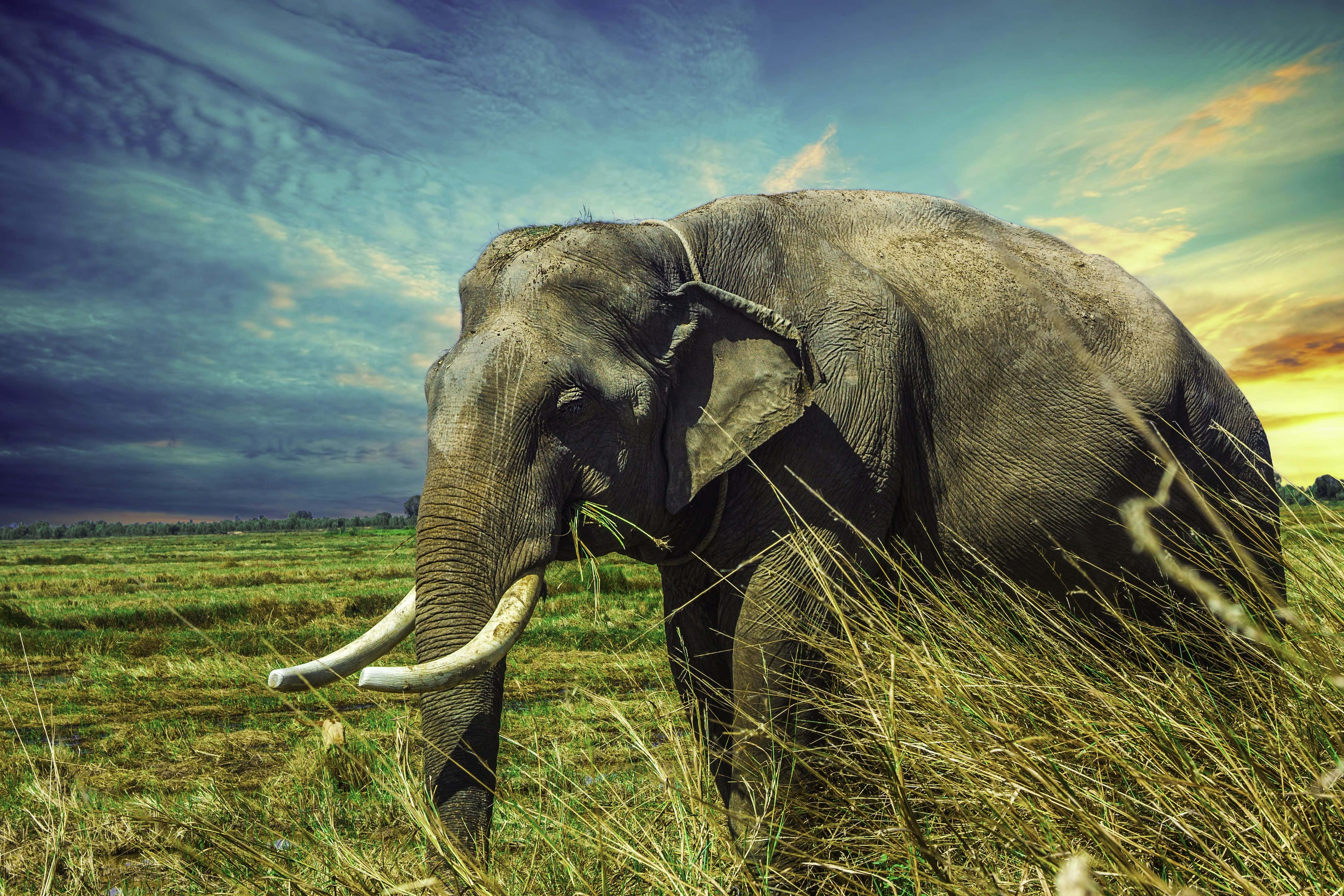 Elephant Laptop, majestic elephant, curved tusks, 4K Desktop Wallpaper