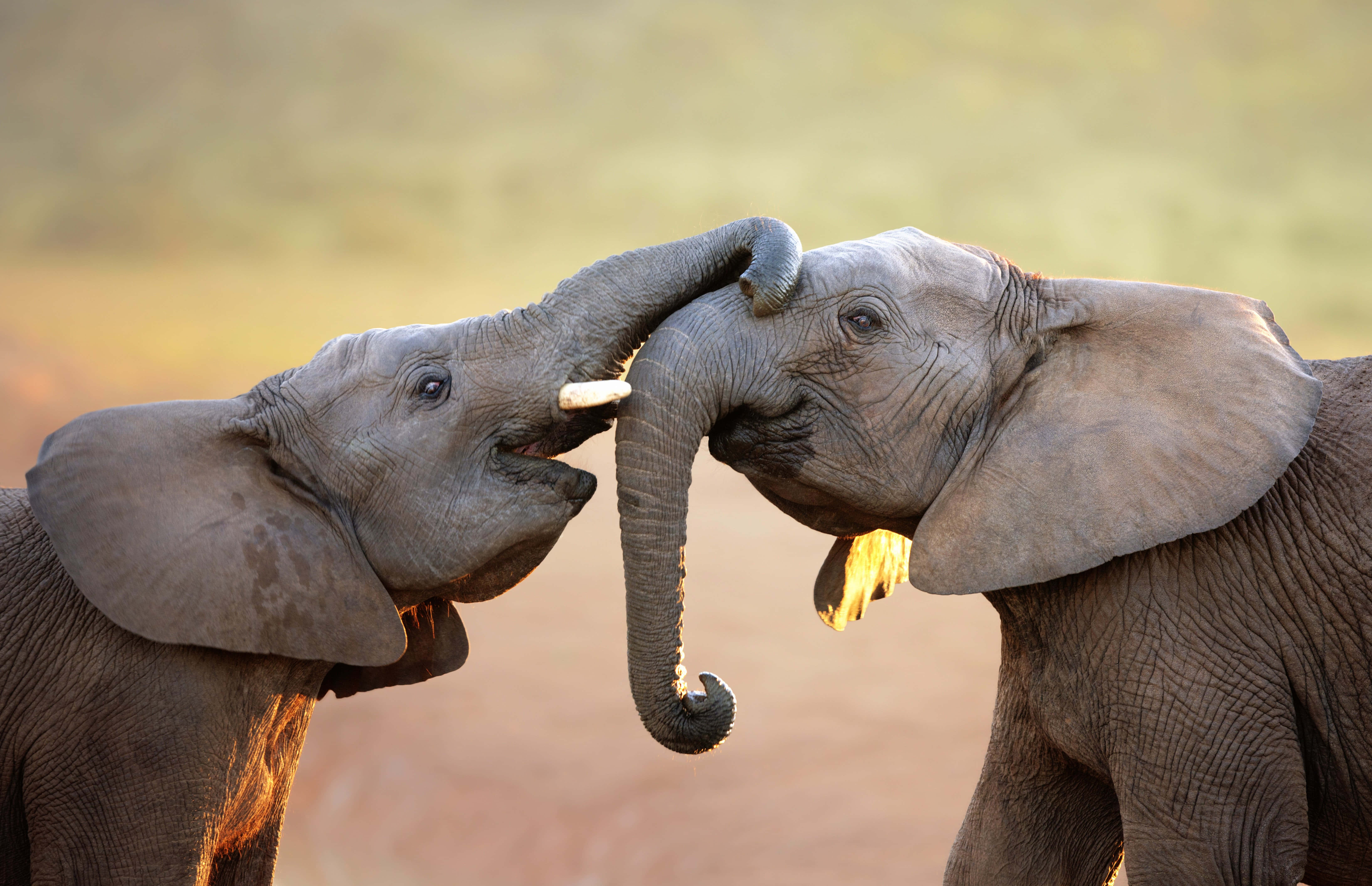elephant laptop, golden-hued savanna, sunset, 5K Desktop Wallpaper