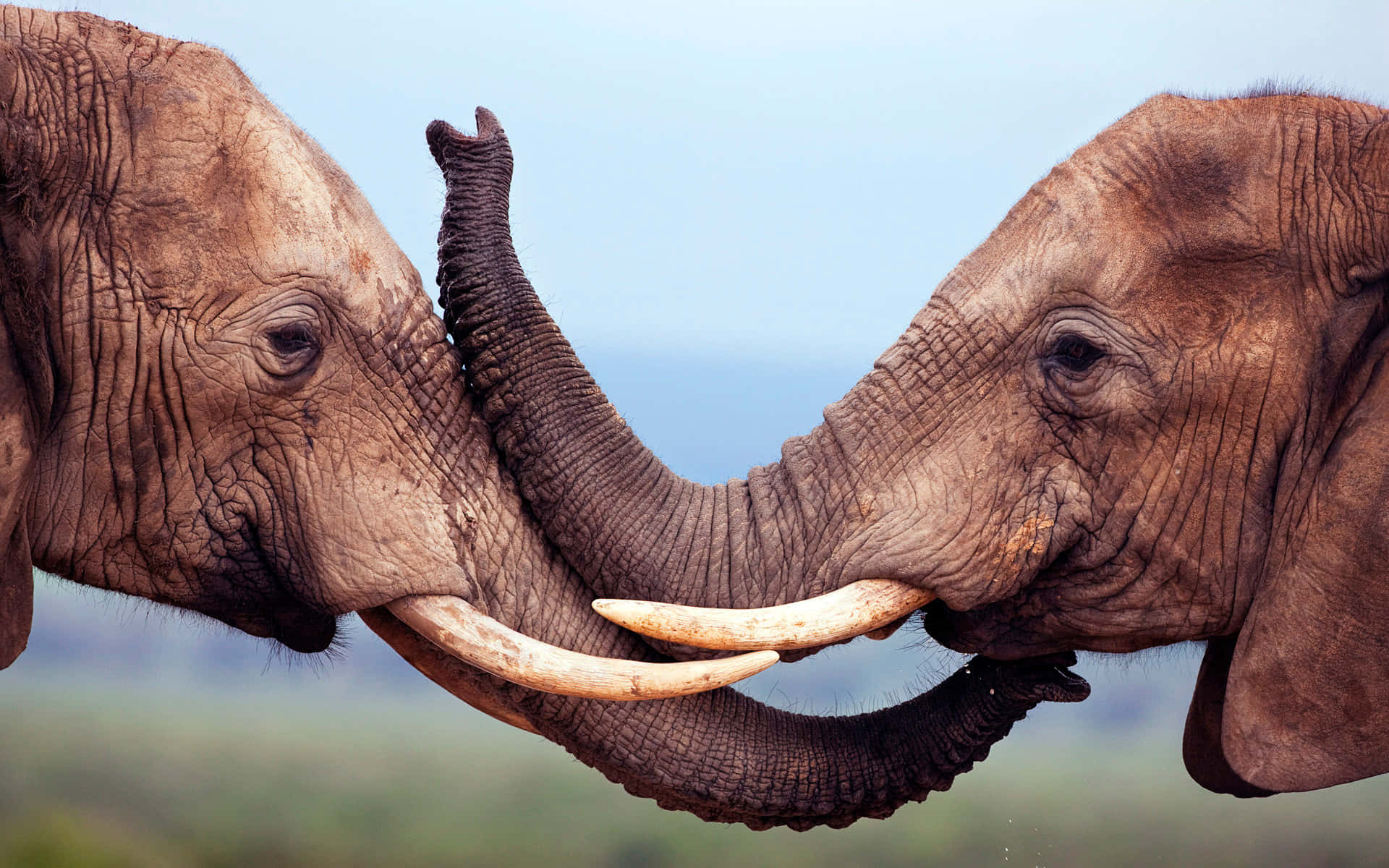 elephant laptop, savanna, trunks, Full HD Desktop Wallpaper