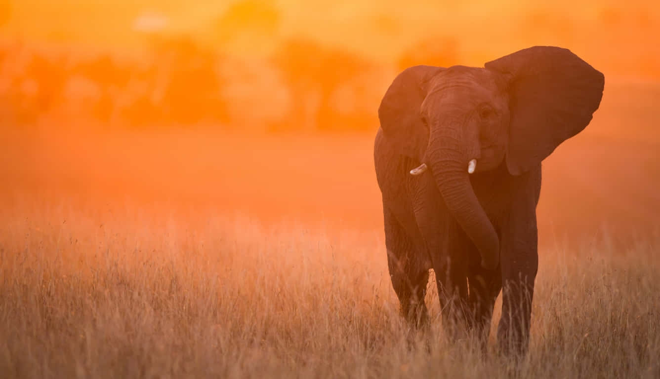 elephant, golden grass, fiery orange sunset sky, HD Desktop Wallpaper