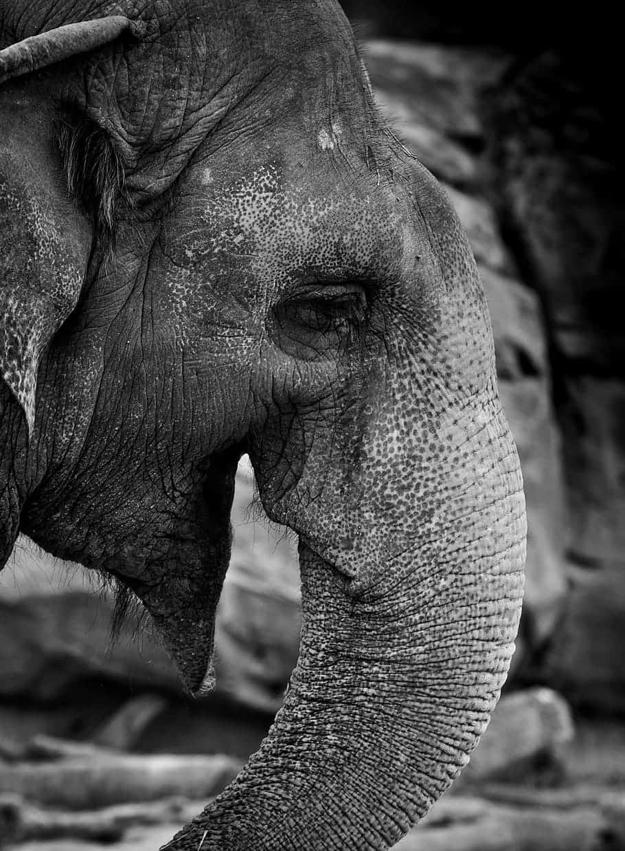 elephant laptop 910 x 1238, elephant, wrinkled face, SD Phone Wallpaper
