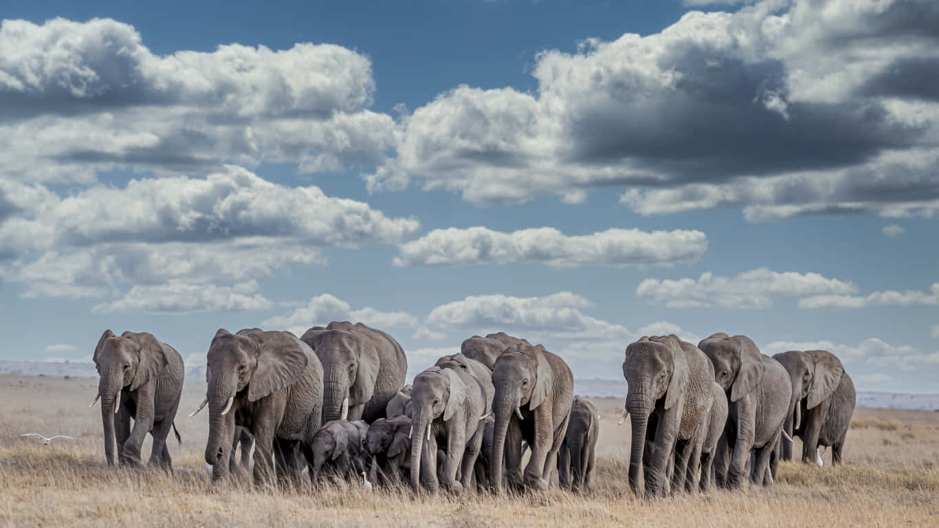 elephant laptop, golden savanna, cloudy sky, HD Desktop Wallpaper