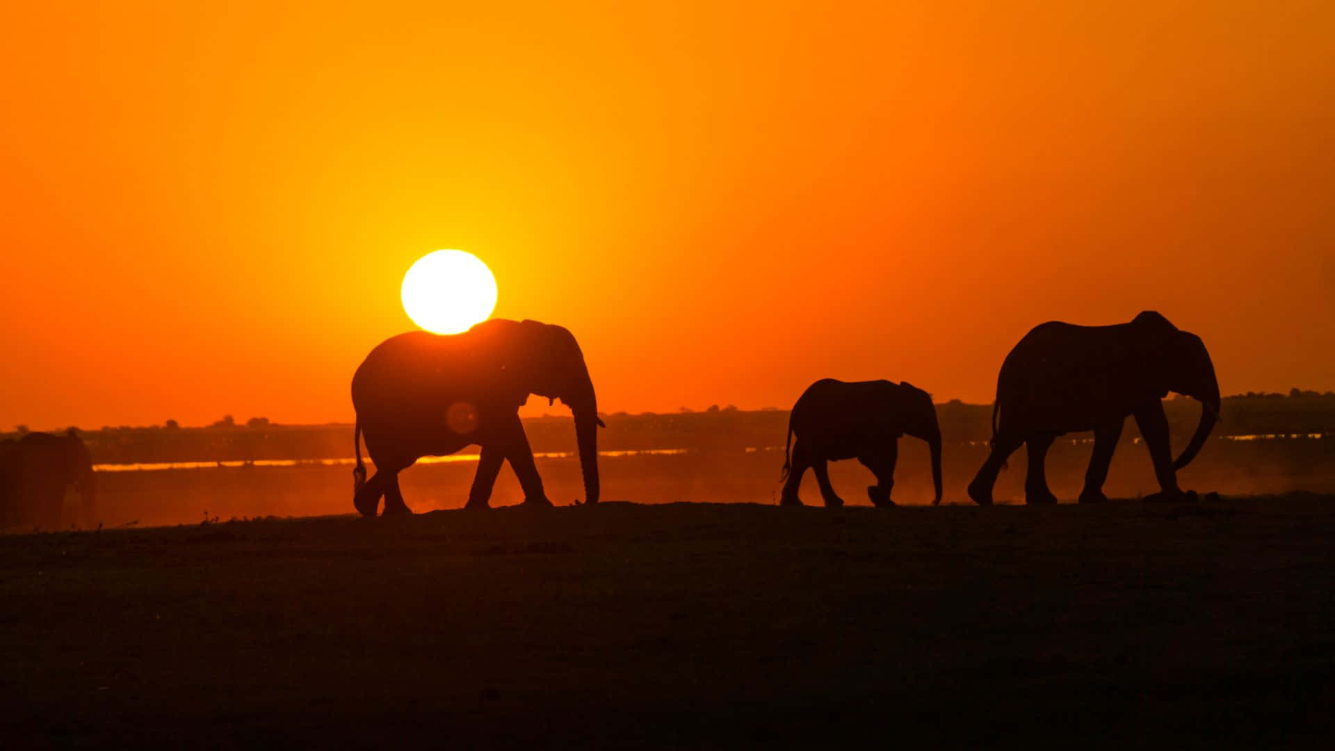 Elephant Laptop, silhouetted elephants, dusty plain, Full HD Desktop Wallpaper