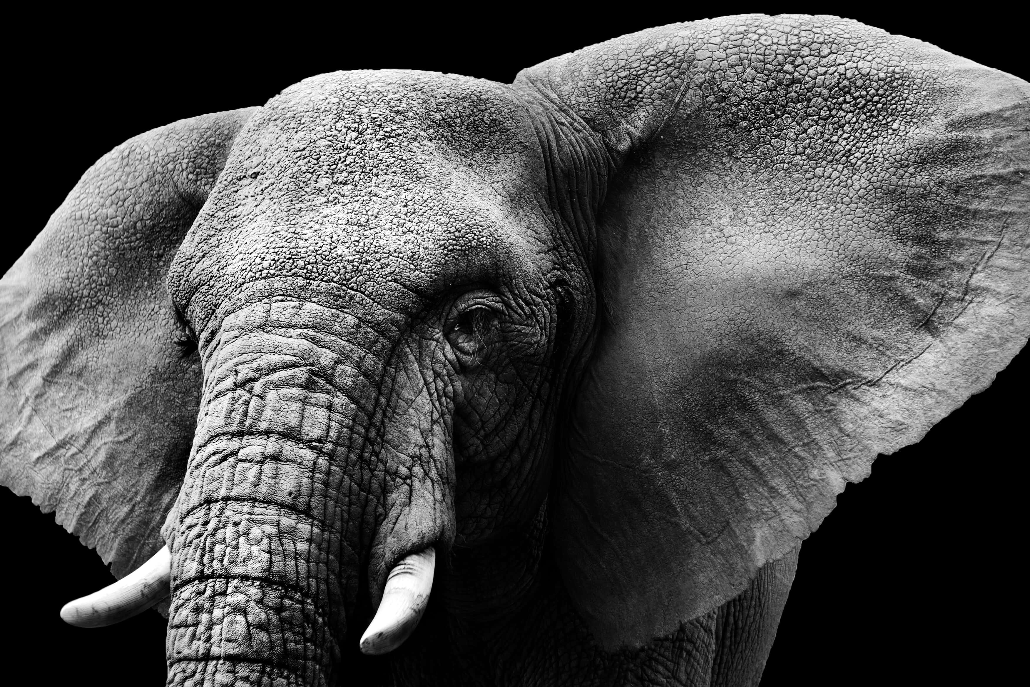 Elephant Laptop, black and white, elephant's textured face, 2K Desktop Wallpaper