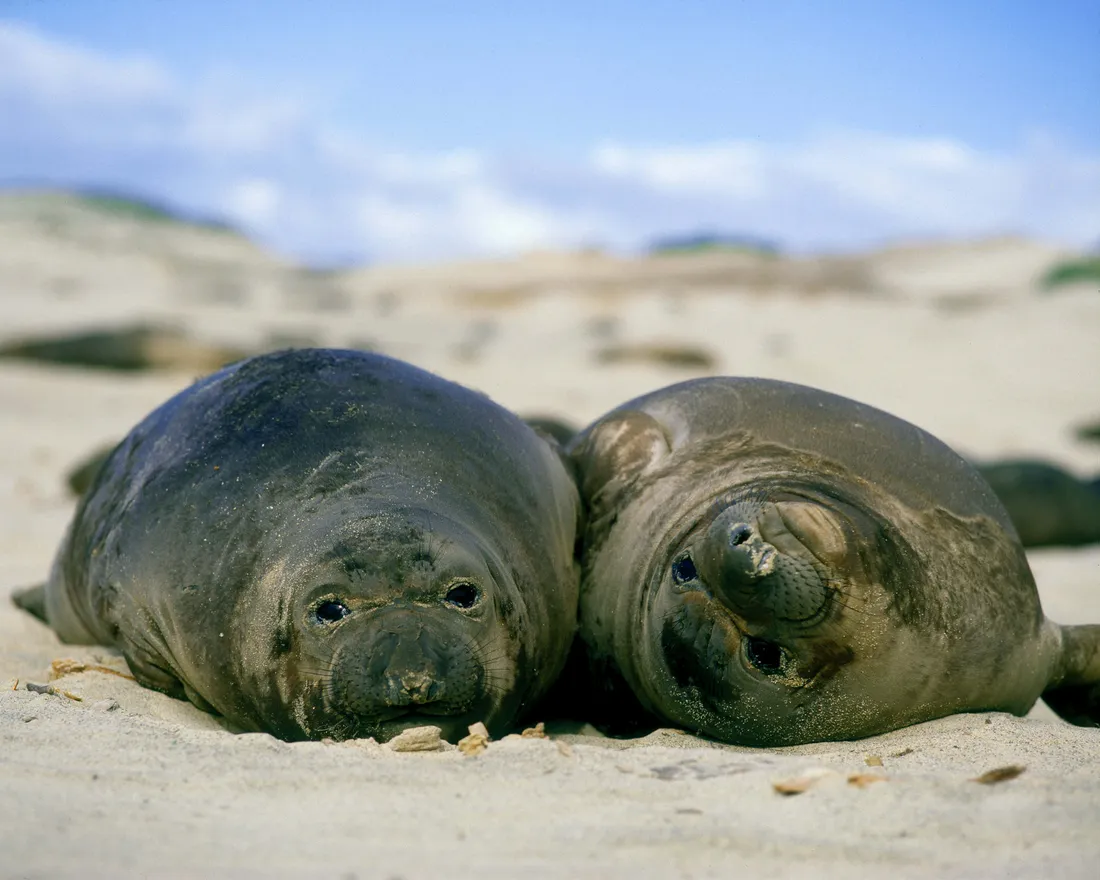 Elephant Seal