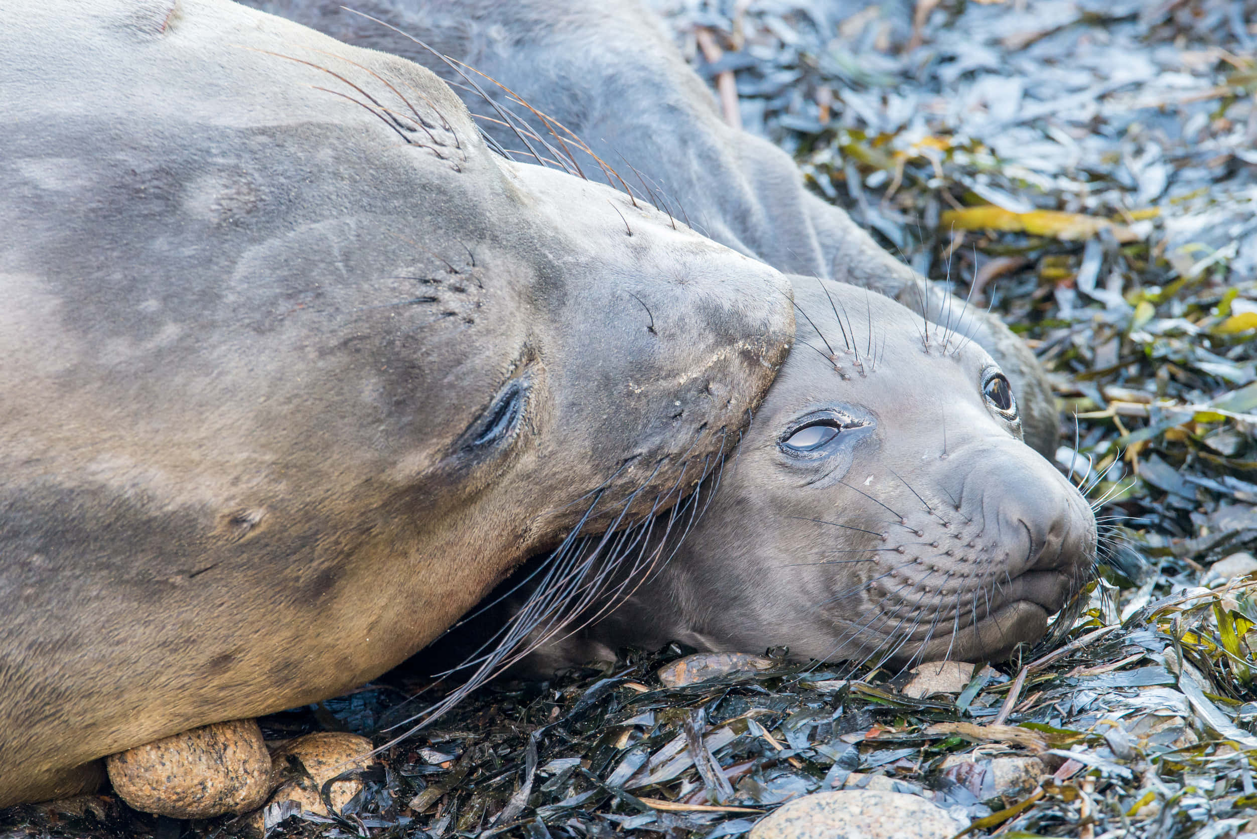 Elephant Seal, pup, rocky shore, Full HD Desktop Wallpaper