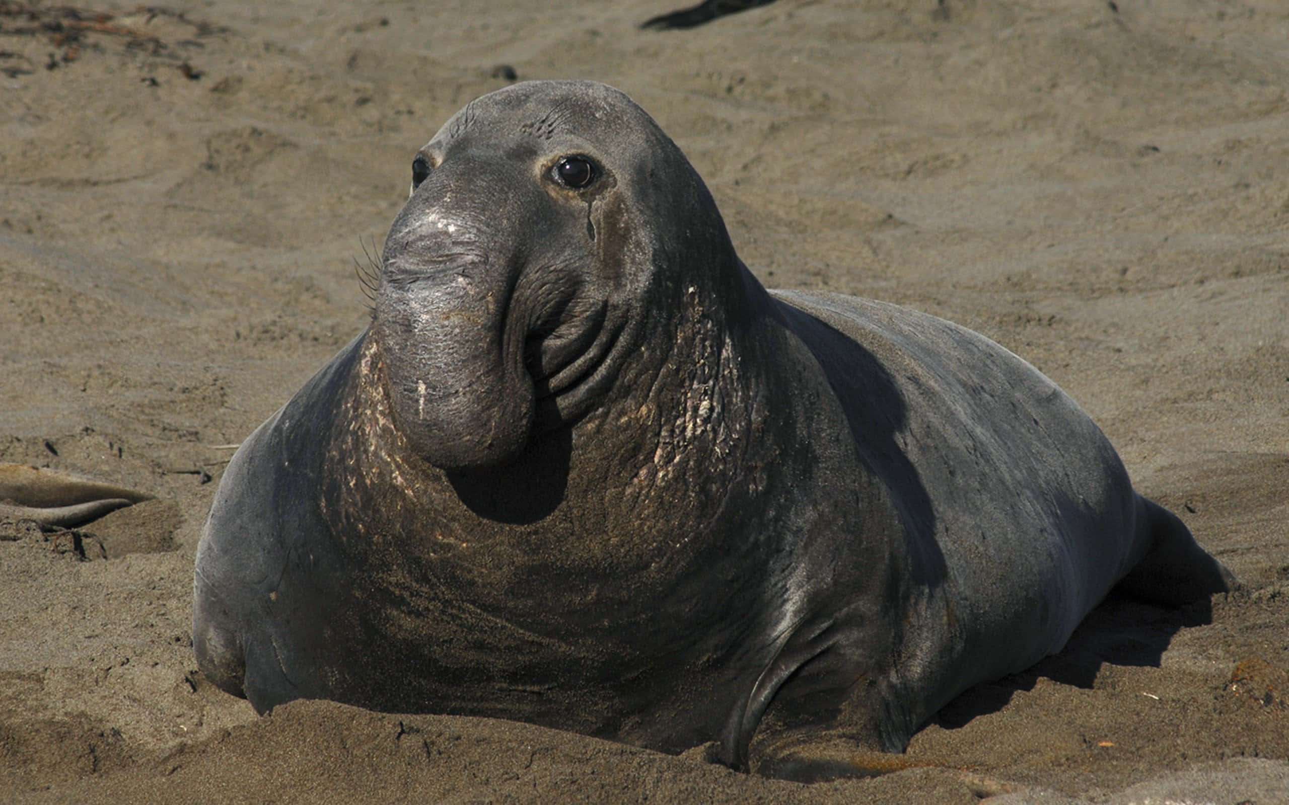 elephant seal, sunlit sandy beach, large male, 2K Desktop Wallpaper