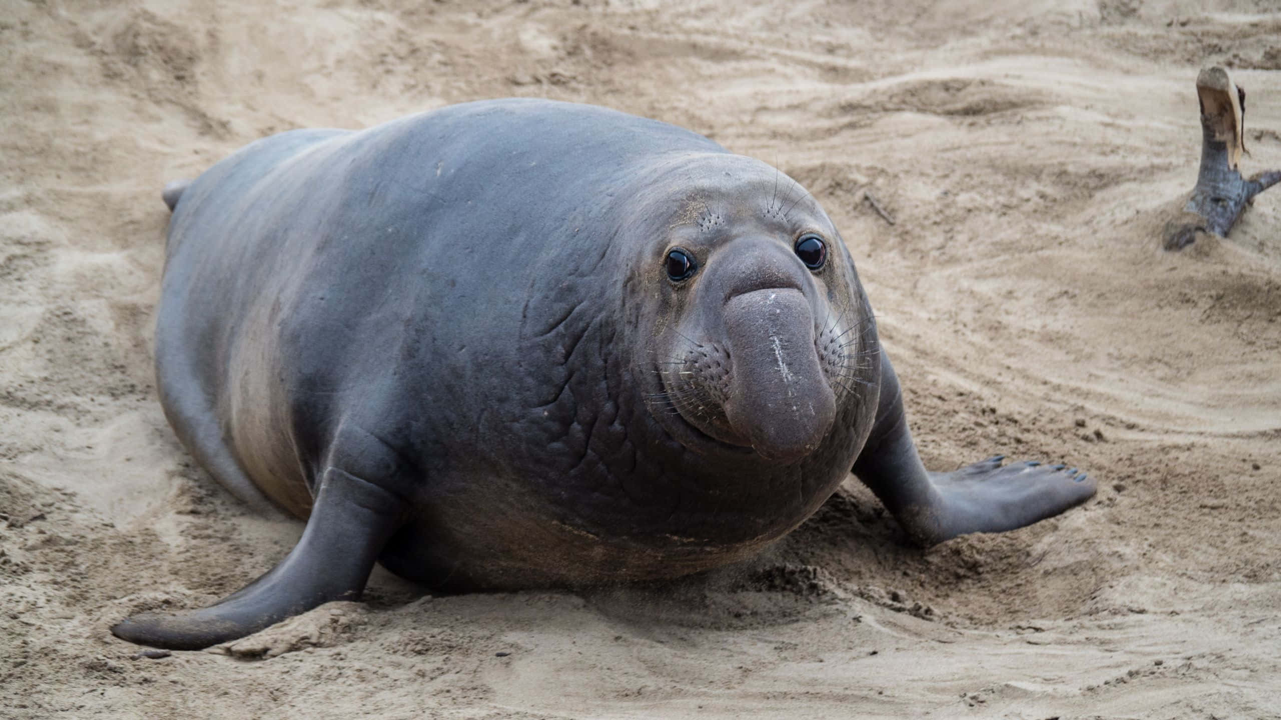 elephant seal, sandy beach, driftwood stump, 2K Desktop Wallpaper