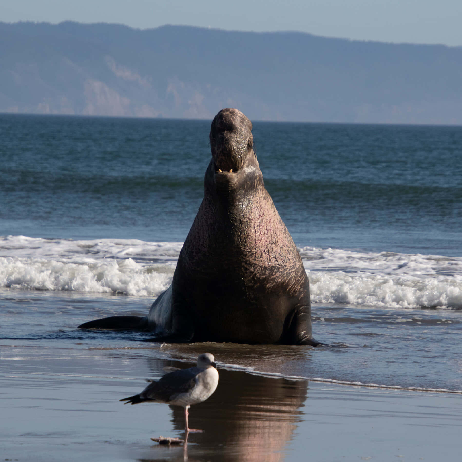 Elephant Seal, sandy beach, shallow ocean water, HD Desktop Wallpaper