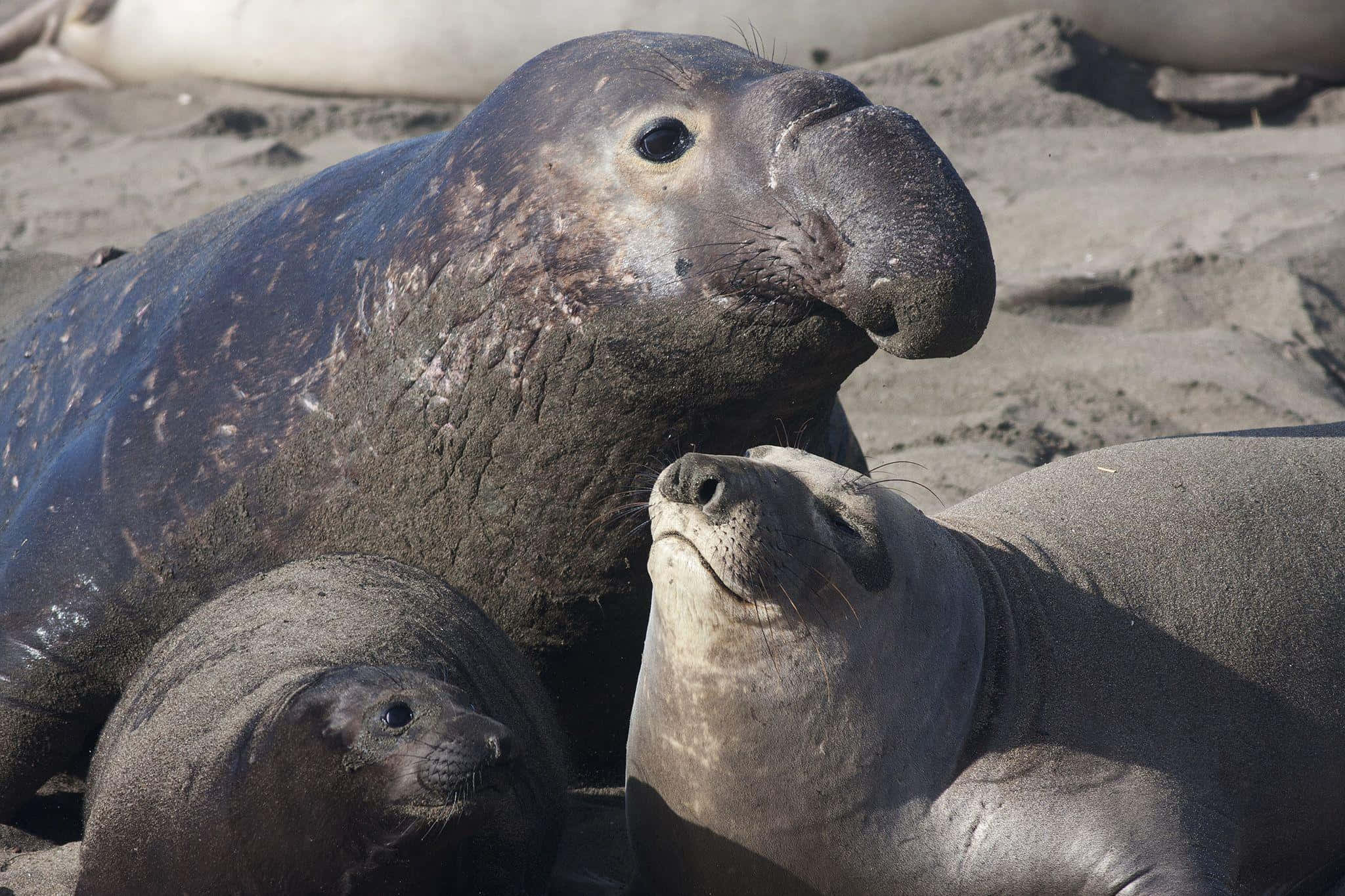 Elephant Seal, family, sandy beach, Full HD Desktop Wallpaper