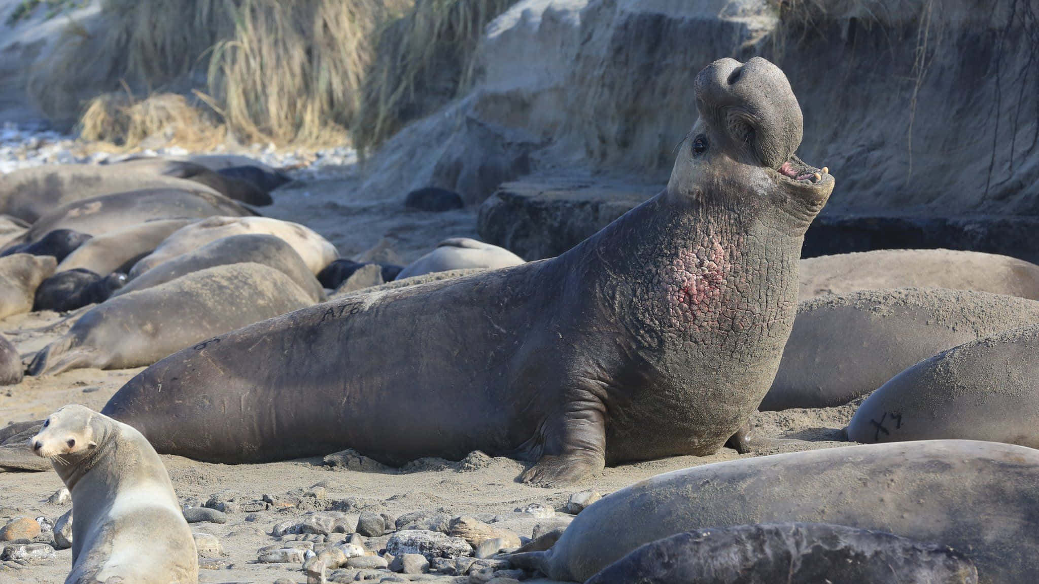 Elephant Seal, sandy beach, pink scar, Full HD Desktop Wallpaper
