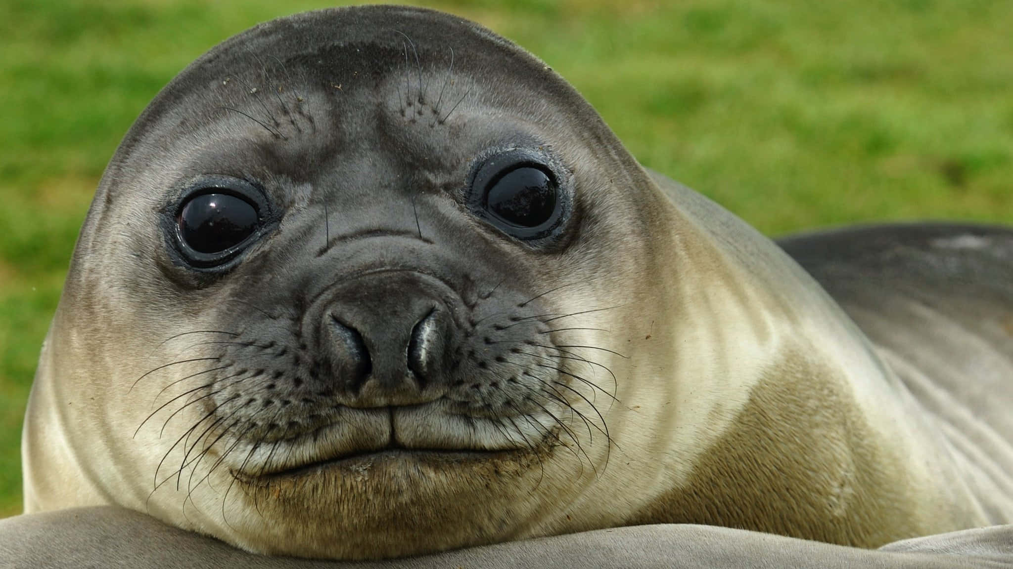 elephant seal pup, dark eyes, whiskers, Full HD Desktop Wallpaper