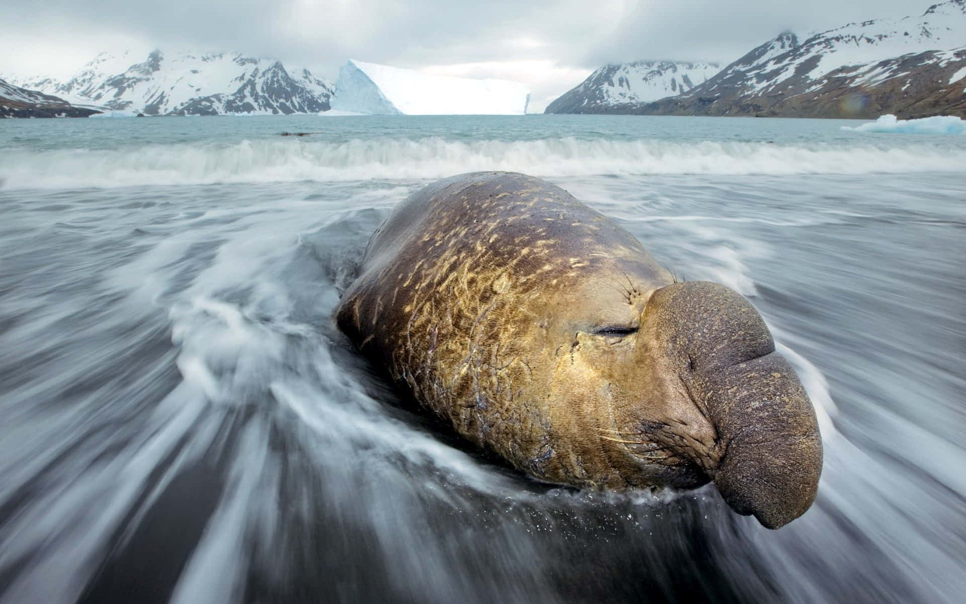 elephant seal, beach, turbulent ocean waters, Full HD Desktop Wallpaper