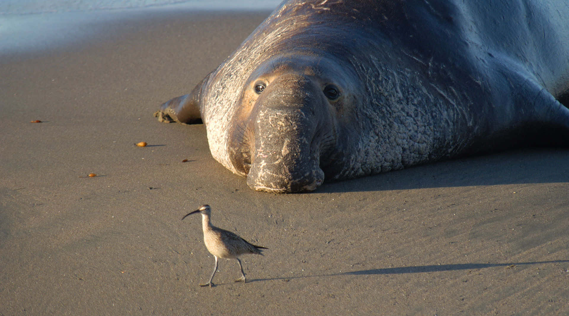Elephant Seal, curlew bird, sandy beach, Full HD Desktop Wallpaper