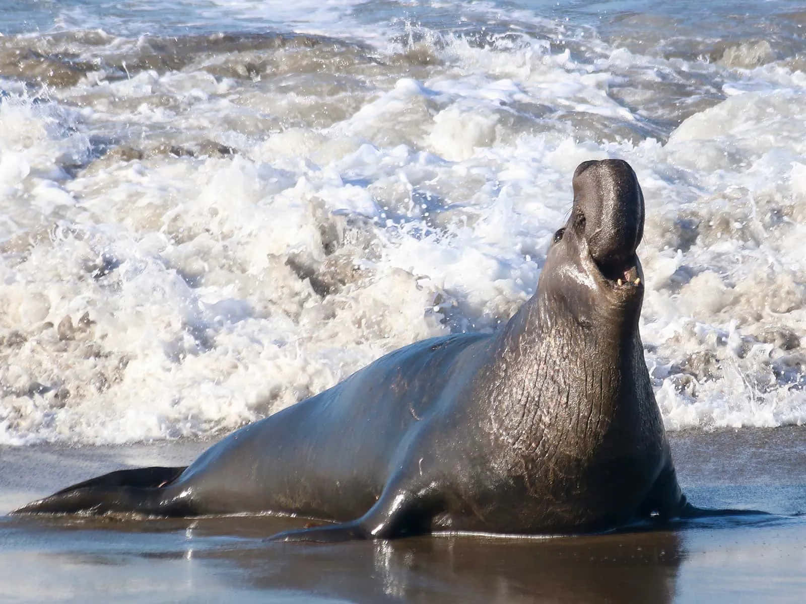 elephant seal, wet sandy beach, crashing ocean waves, HD Desktop Wallpaper