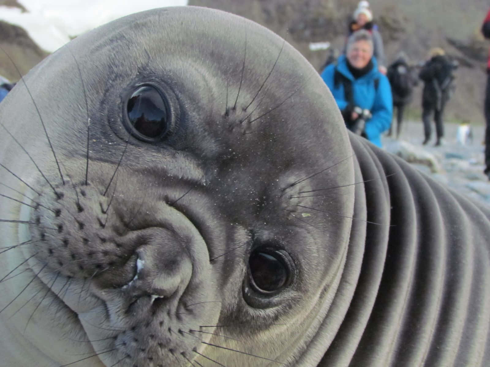 elephant seal, young elephant seal pup, wrinkled gray skin, HD Desktop Wallpaper