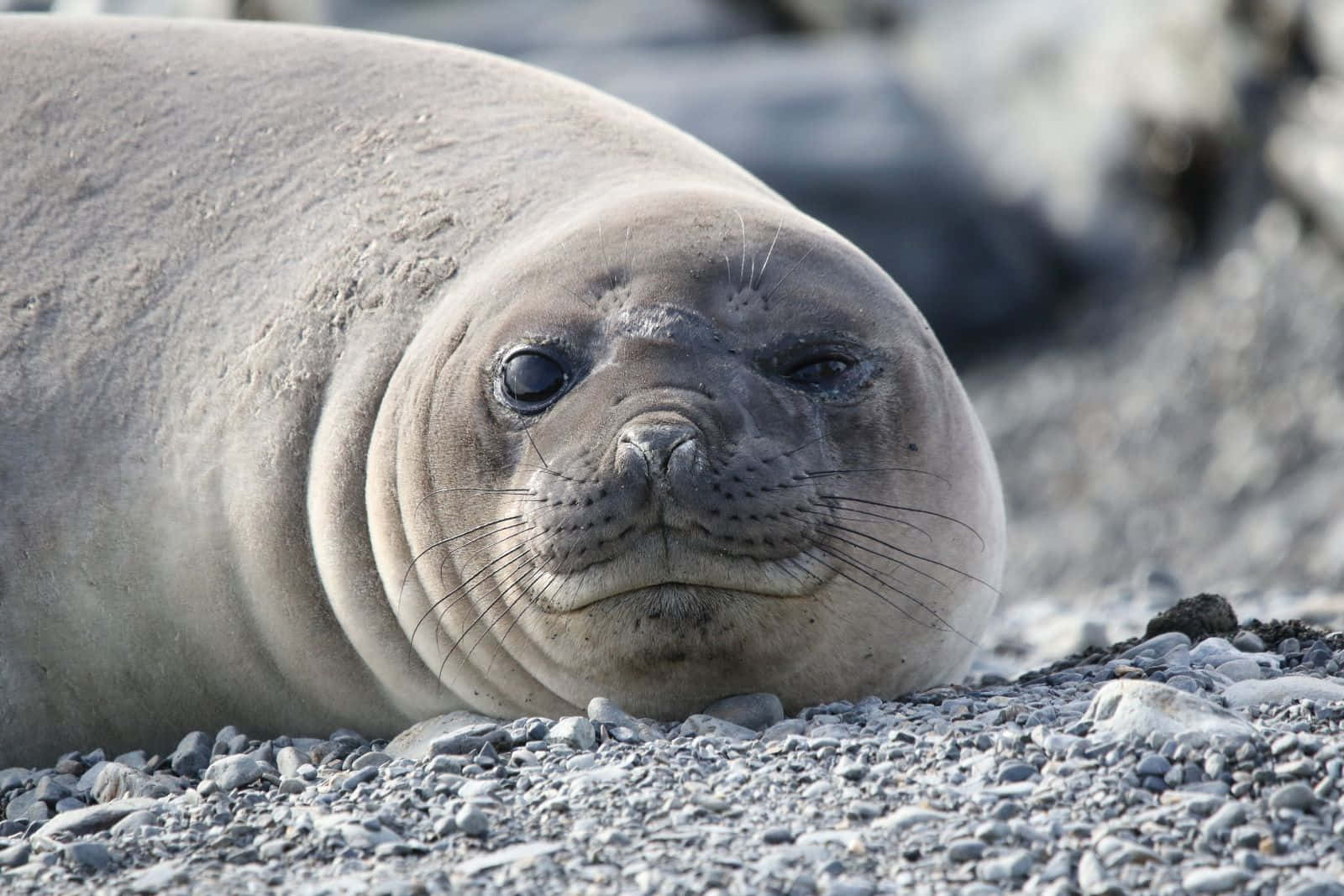 elephant seal, rocky beach, calm gaze, HD Desktop Wallpaper