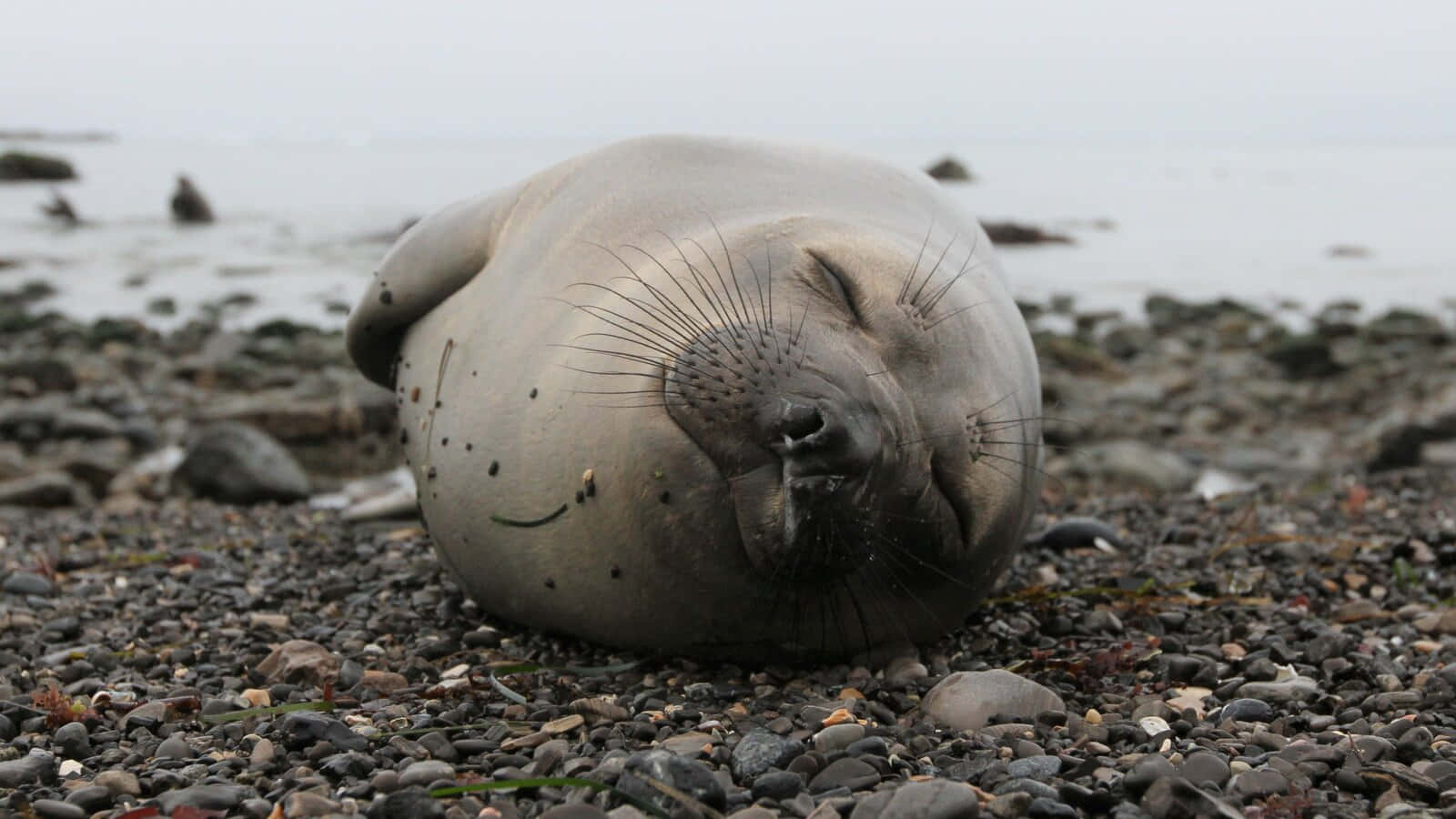 Elephant Seal, pebble beach, rocky shore, HD Desktop Wallpaper