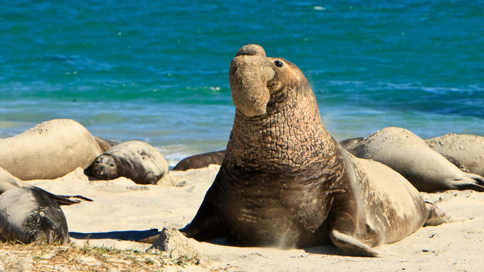 Elephant Seal, bulbous nose, sandy beach, HD Desktop Wallpaper