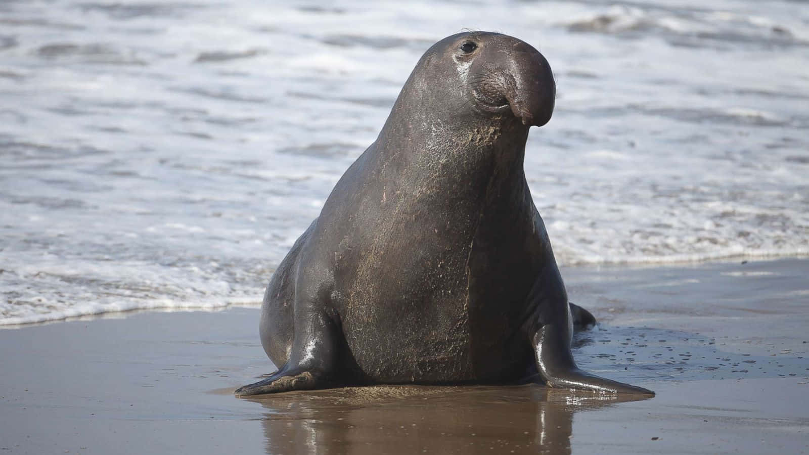 elephant seal, beach sand, wet sandy beach, HD Desktop Wallpaper