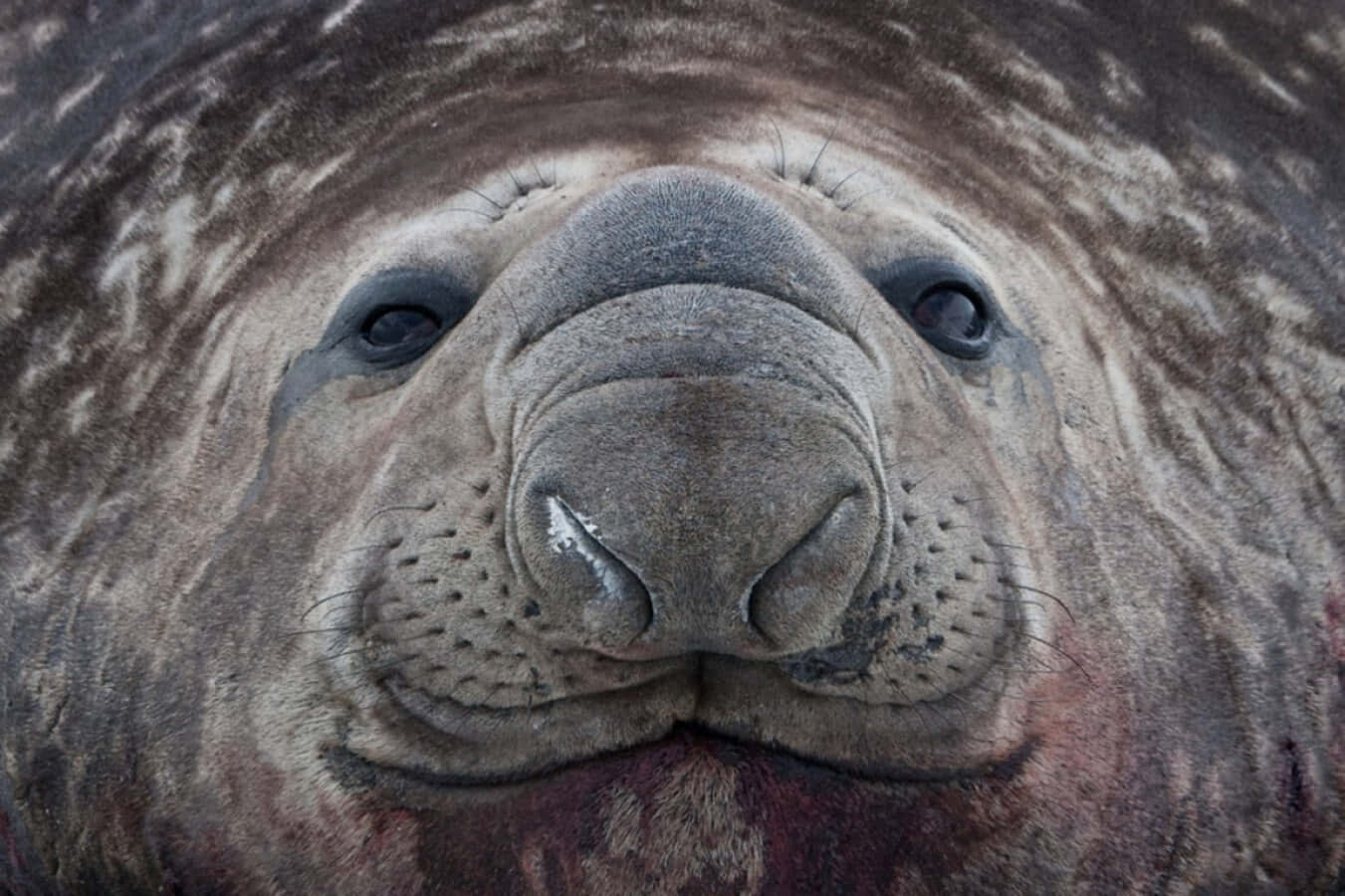 elephant seal, wrinkled gray skin, dark eyes, HD Desktop Wallpaper
