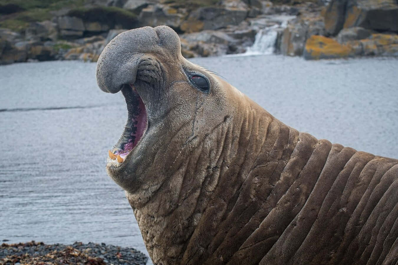 elephant seal, rocky shore, small waterfall, HD Desktop Wallpaper