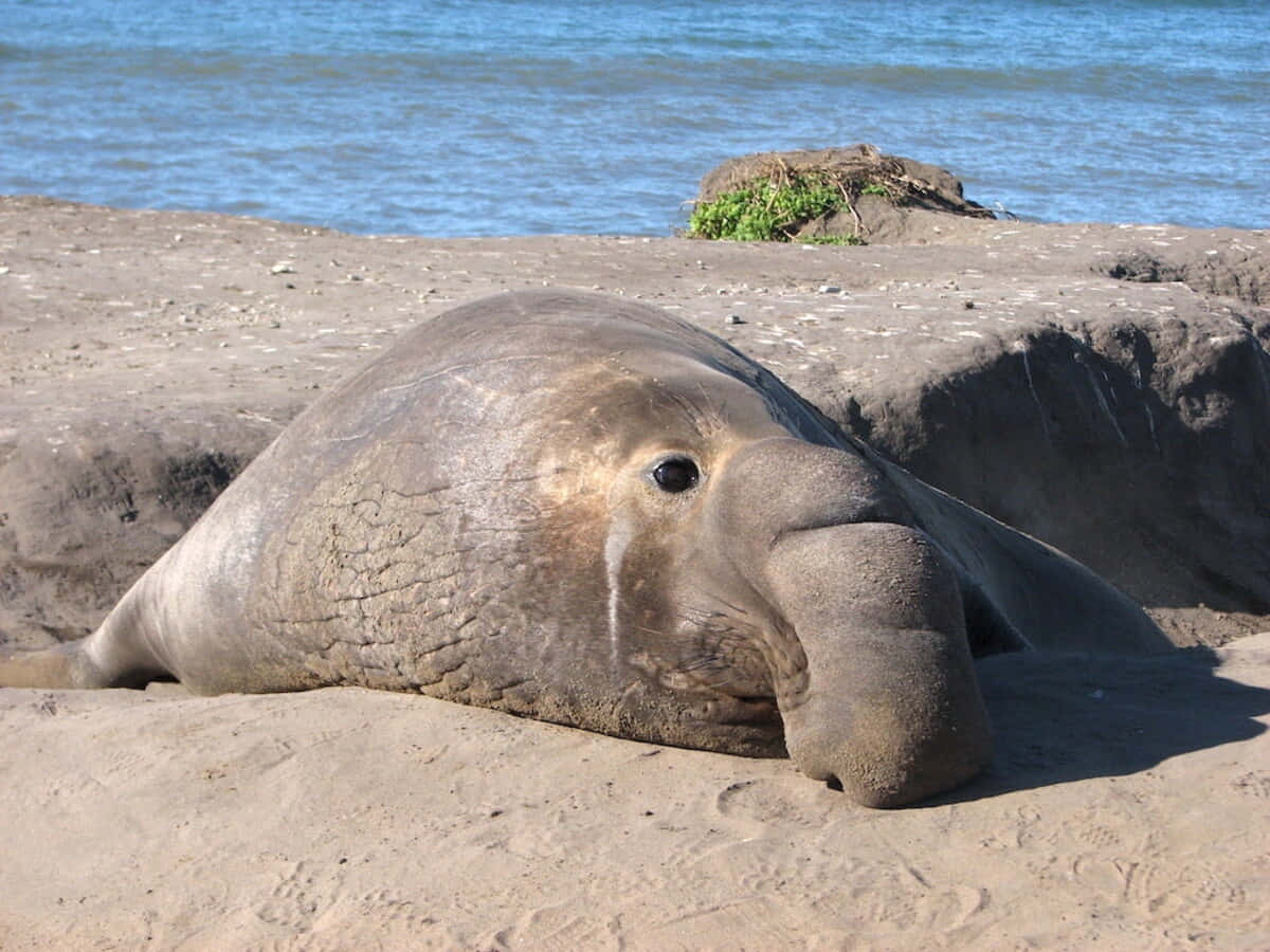 elephant seal, sandy beach, sunlit, SD Desktop Wallpaper