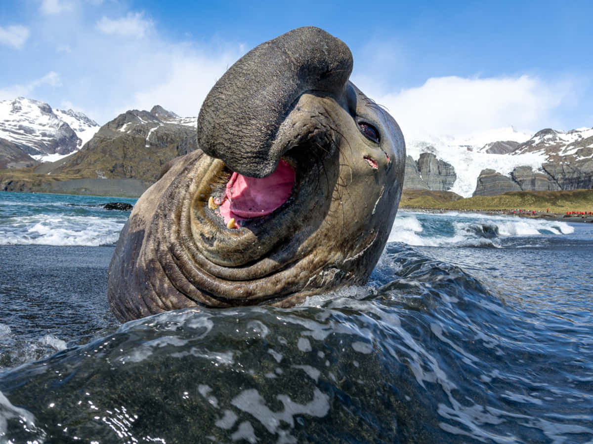elephant seal, ocean, snowy mountains, SD Desktop Wallpaper