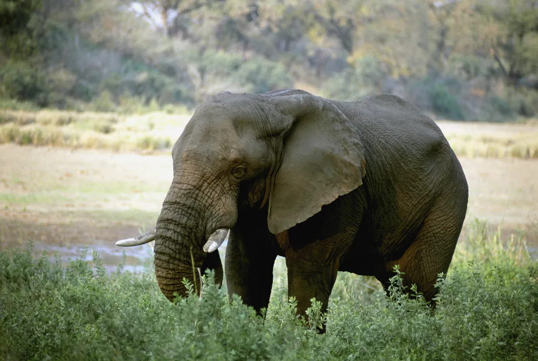 Elephant