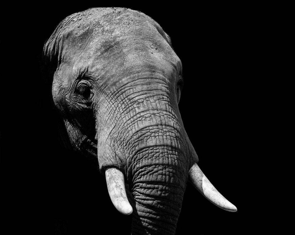 elephant, weathered face, tusks, SD Desktop Wallpaper