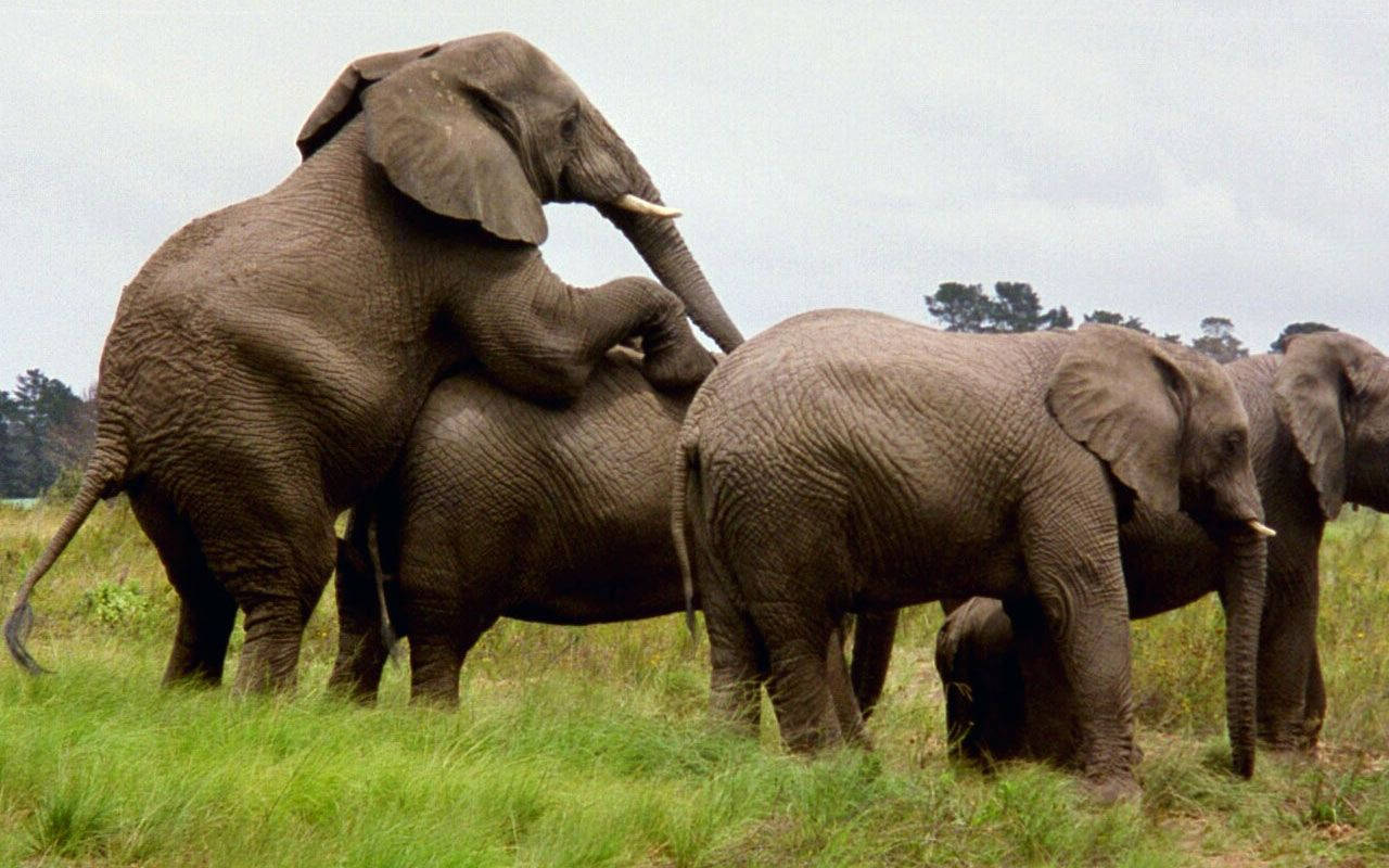 elephant, grassy savanna, overcast sky, HD Desktop Wallpaper