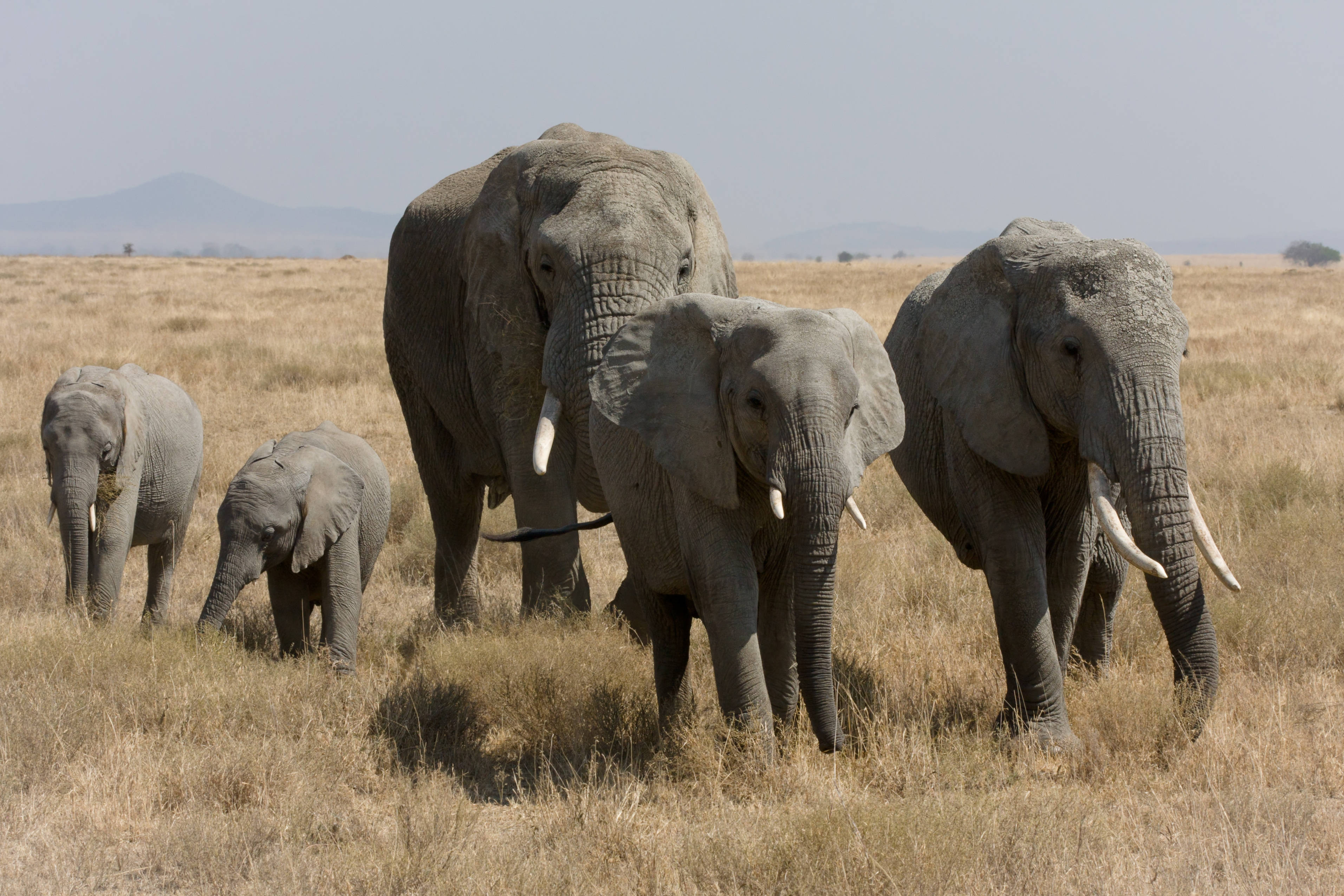 elephant family, dry golden grass, hazy sky, 2K Desktop Wallpaper