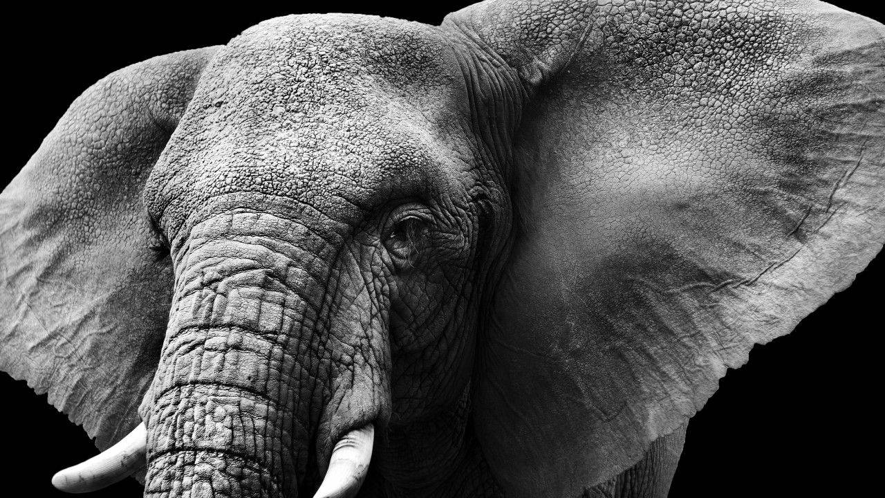 elephant, black and white, textured face, HD Desktop Wallpaper