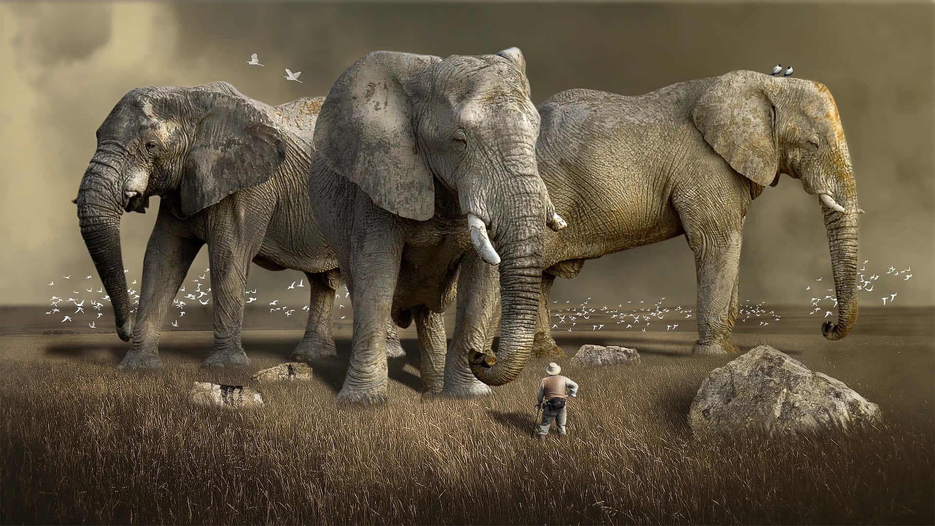 huge elephants, small man, dry grassland, Full HD Desktop Wallpaper
