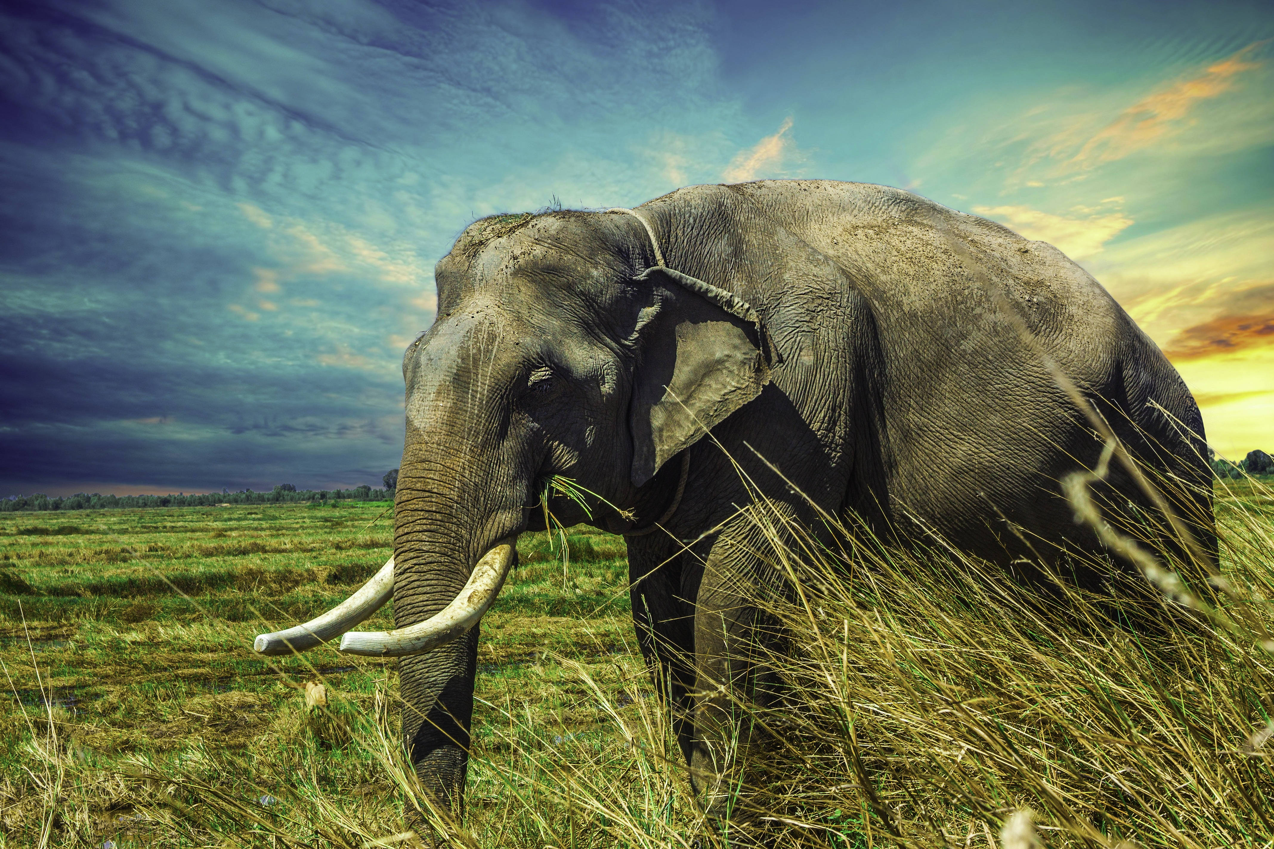 elephant, tall grass, twilight sky, 4K Desktop Wallpaper