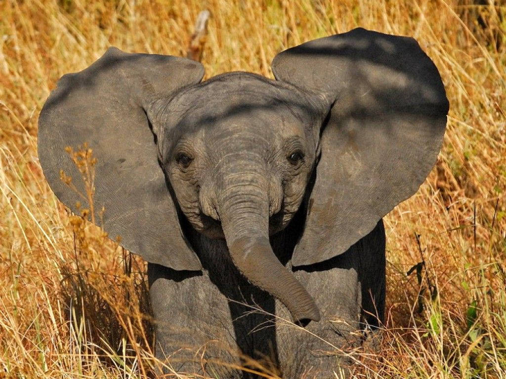elephant calf, sunlight, tall golden grass, SD Desktop Wallpaper