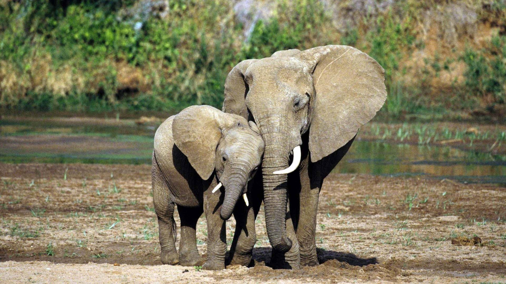 mother elephant, baby elephant, calf, Full HD Desktop Wallpaper