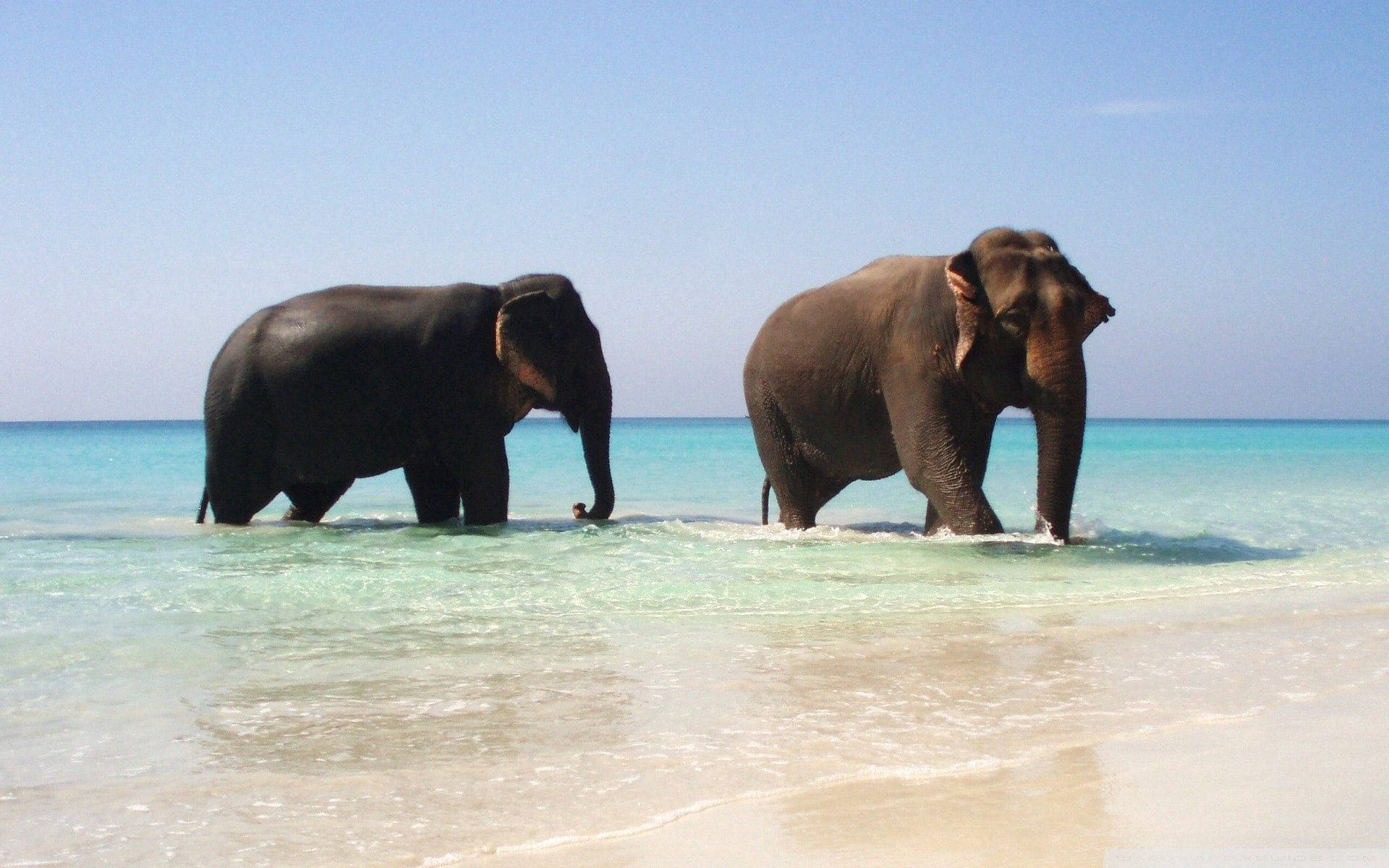 elephant couple, shallow turquoise water, bright sunny beach, Full HD Desktop Wallpaper