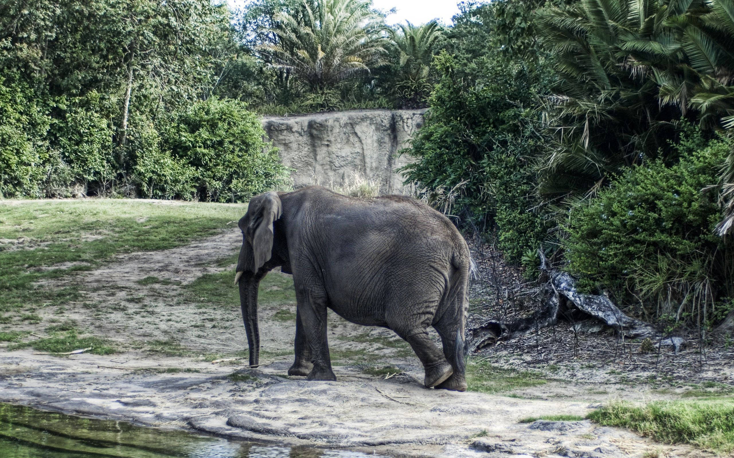 elephant, muddy riverbank, lush green tropical foliage, 2K Desktop Wallpaper