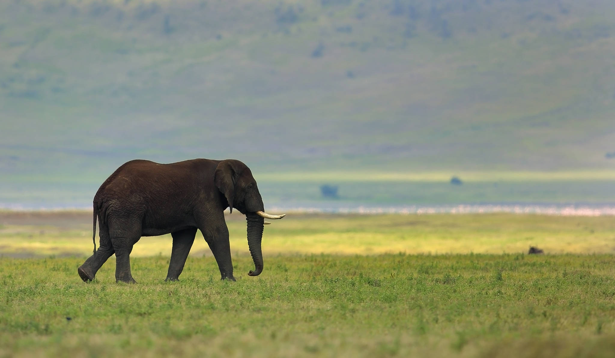 elephant, curved tusks, vast green savanna, Full HD Desktop Wallpaper