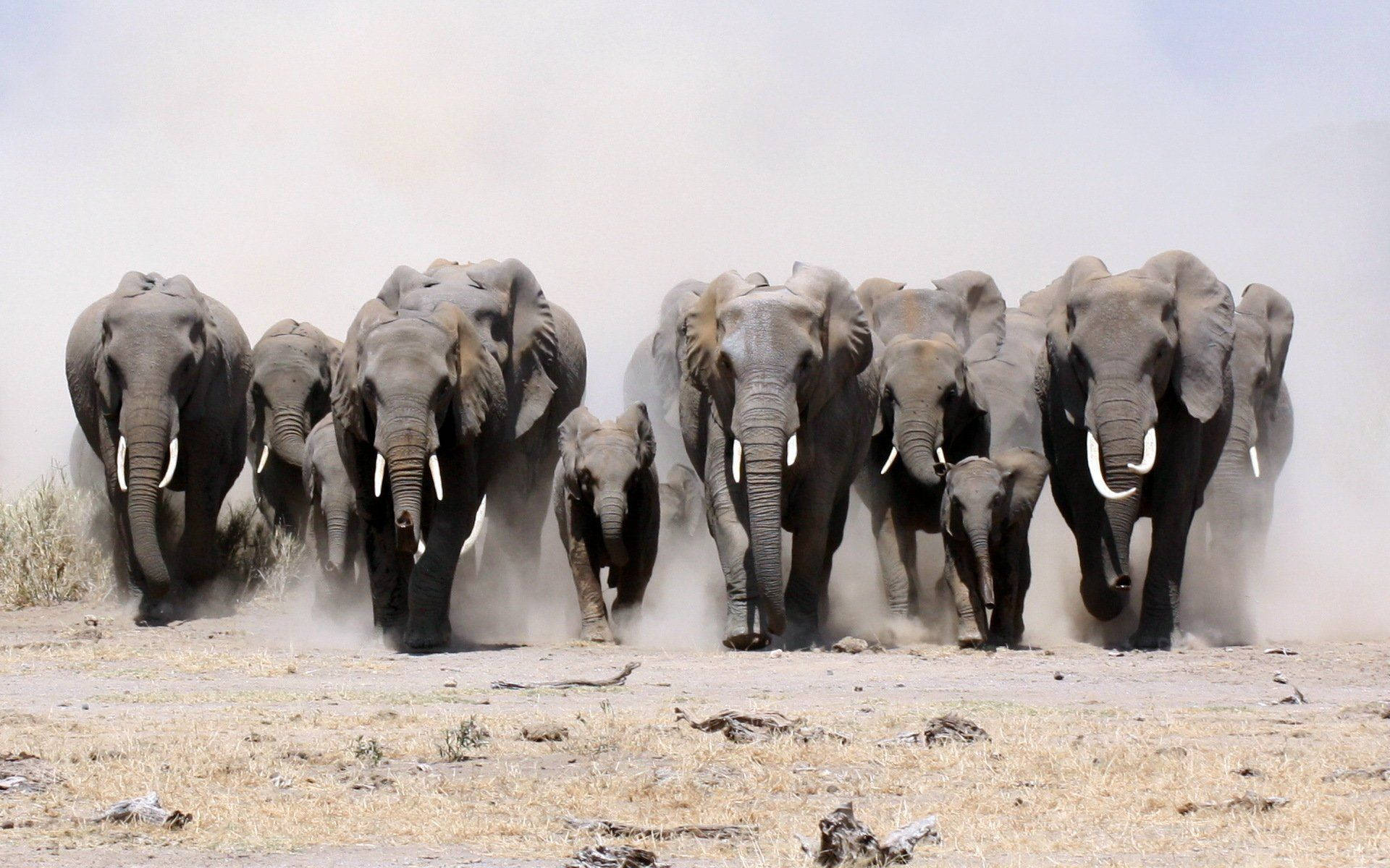 elephant herd, plains, dry grass, Full HD Desktop Wallpaper