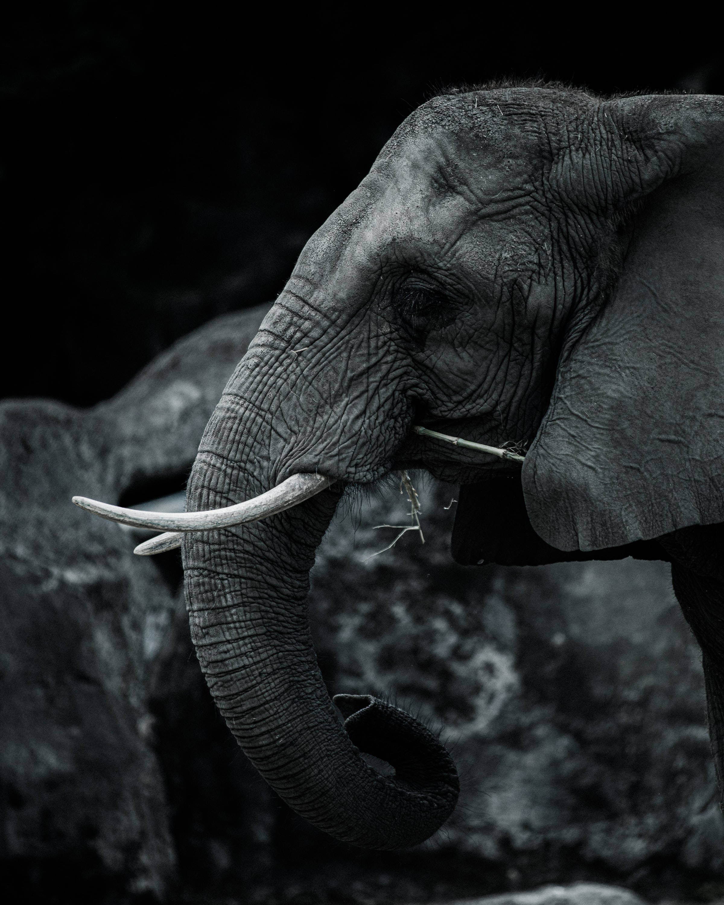 elephant, wrinkled gray skin, curved tusks, 2K Phone Wallpaper
