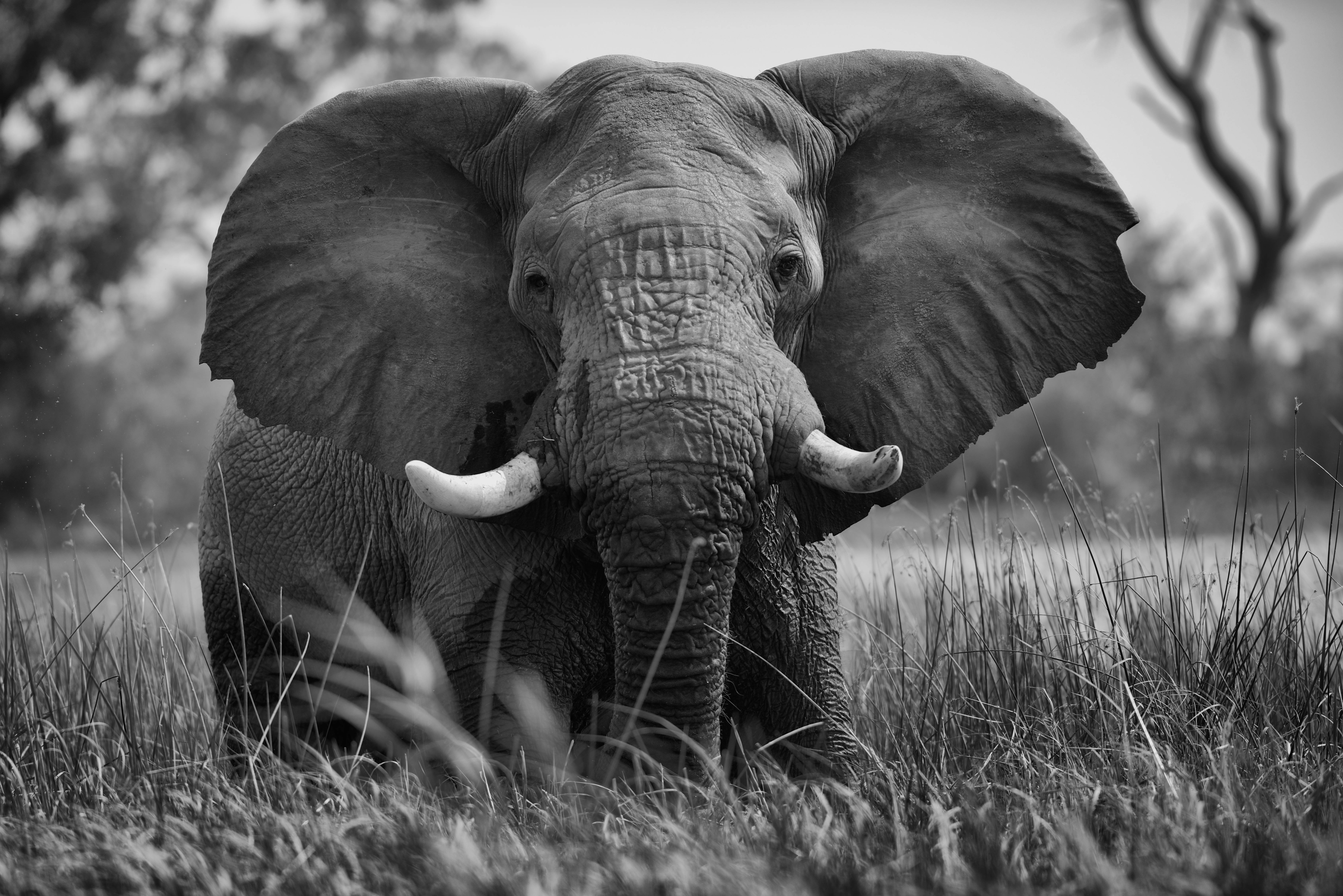 elephant, wide ears, curved tusks, 5K Desktop Wallpaper