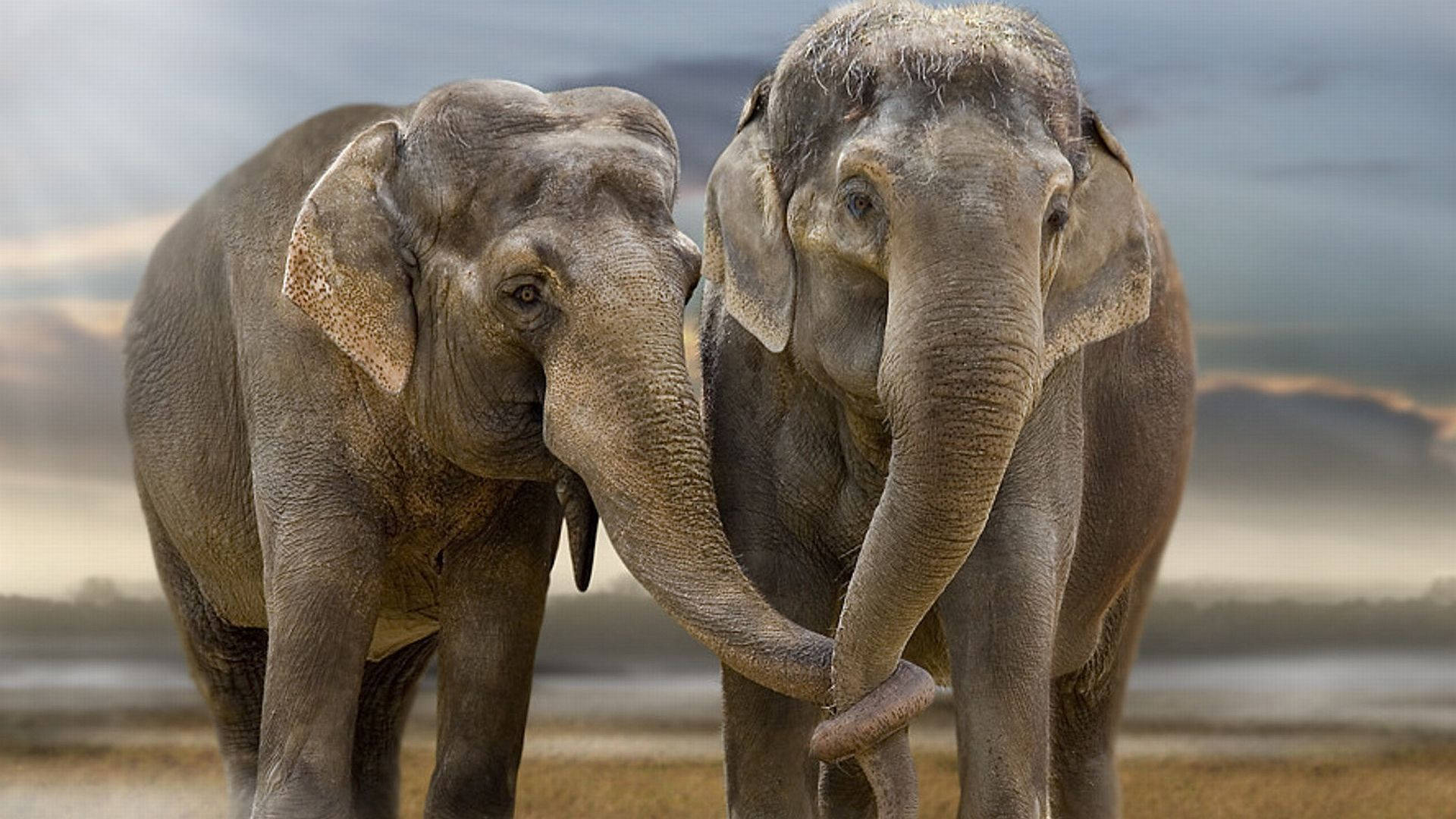 Couple Elephant, elephants, dusty savanna, Full HD Desktop Wallpaper