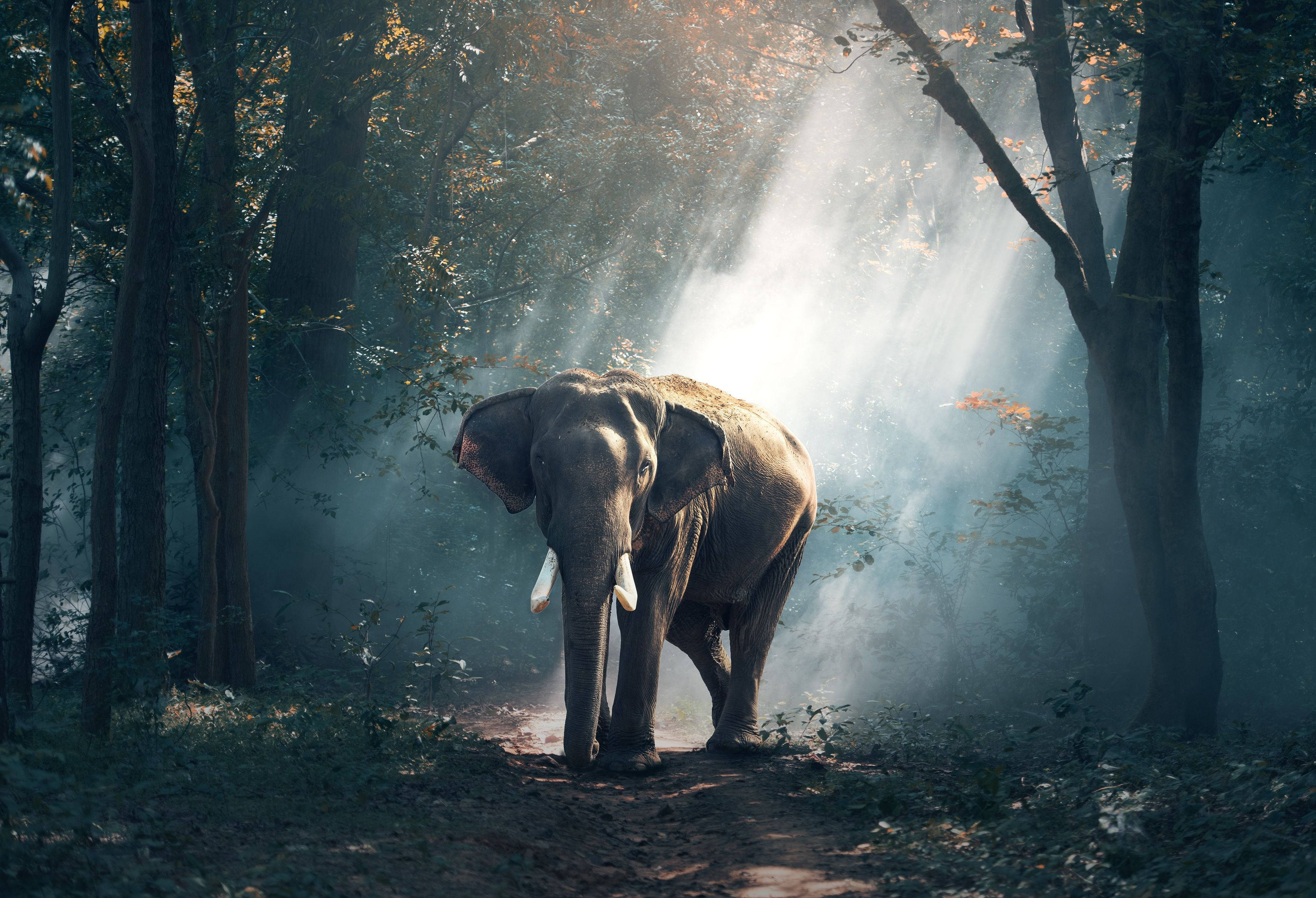 forest elephant, golden sunlight, misty trees, 2K Desktop Wallpaper