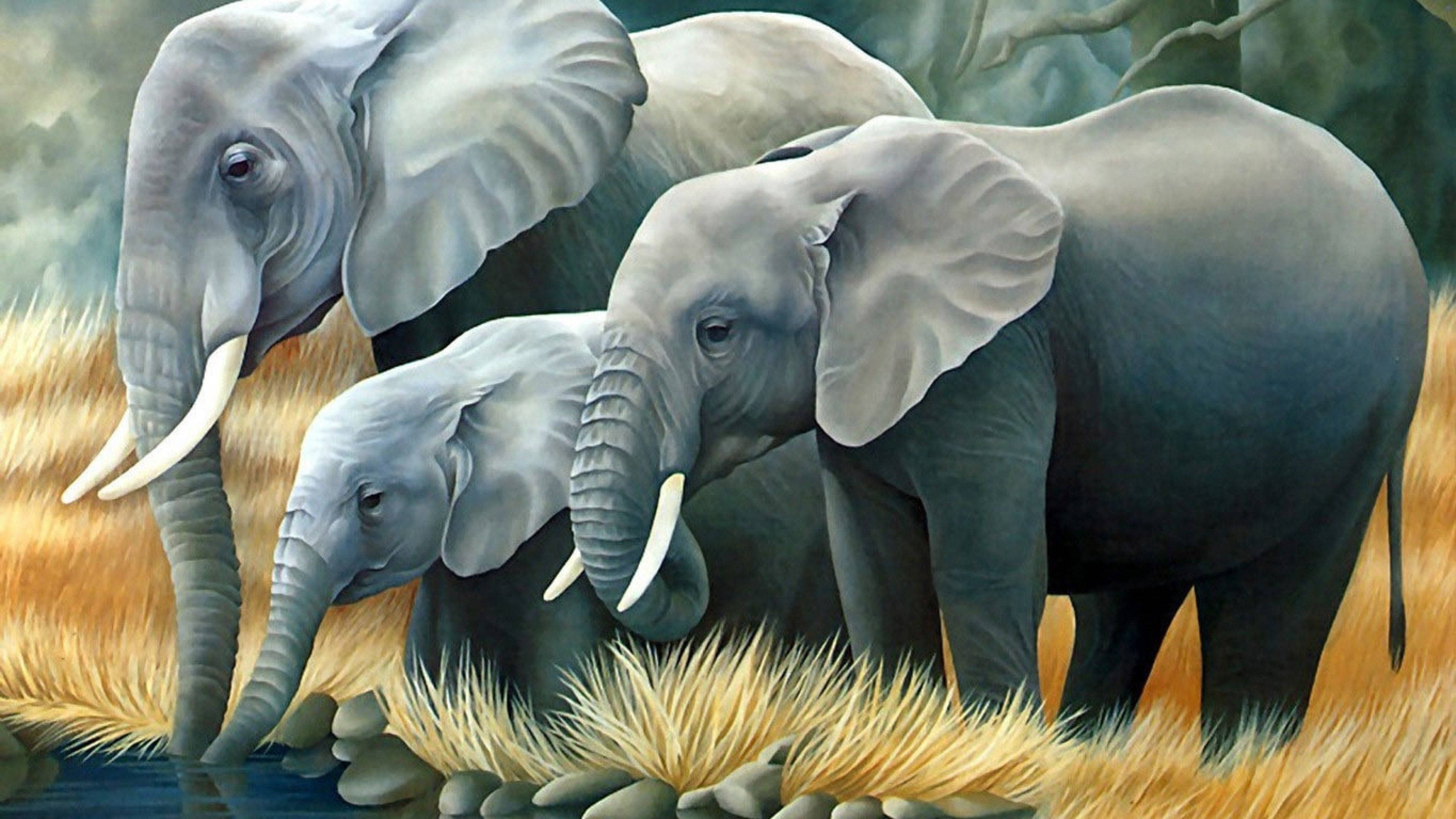elephant, watering hole, golden grass, 4K Desktop Wallpaper